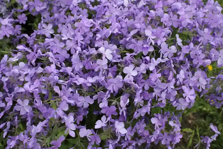 Purple flowers covering a large bush