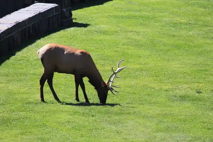 A buck grazing