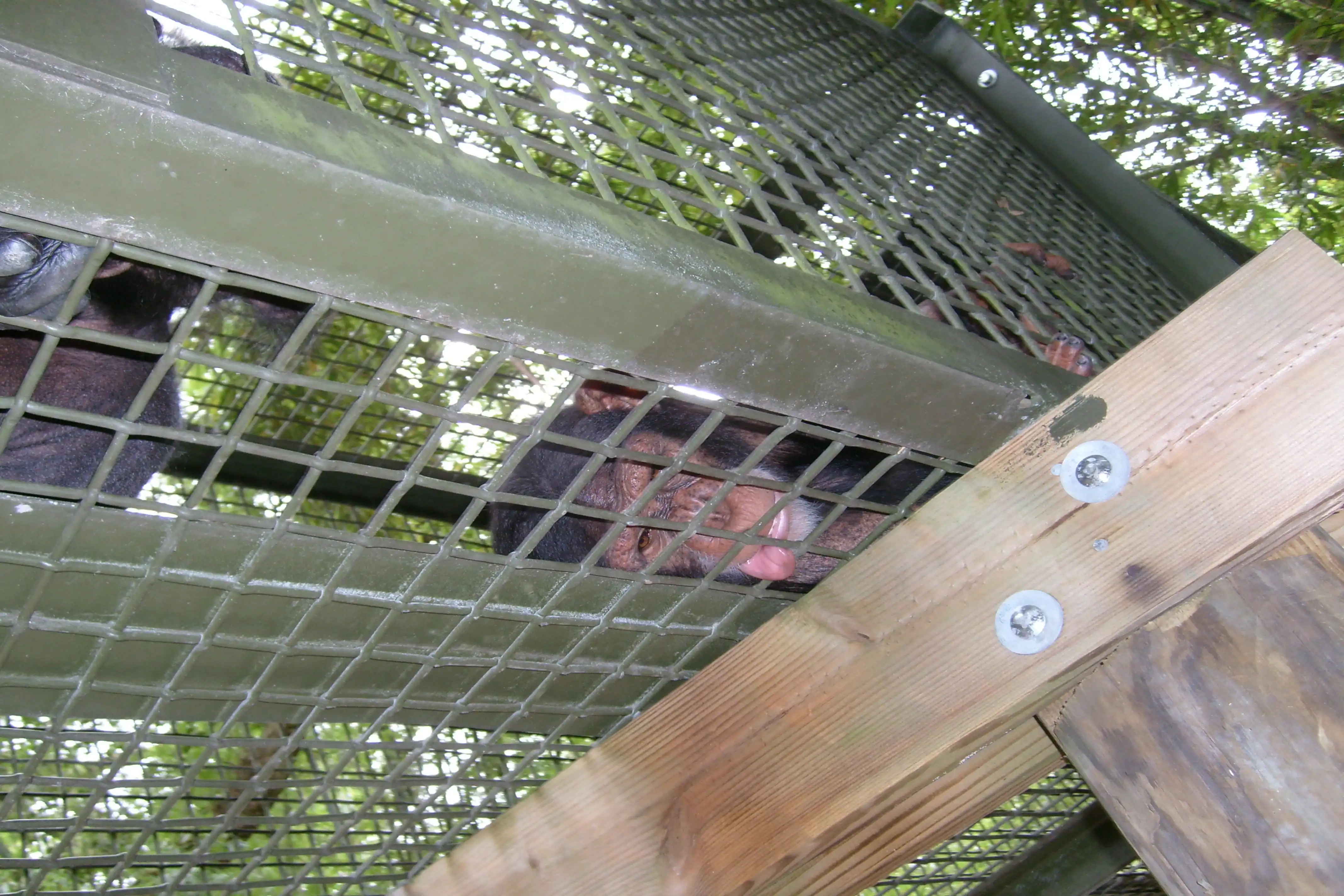 A chimpanzee pressing its face against its enclosure