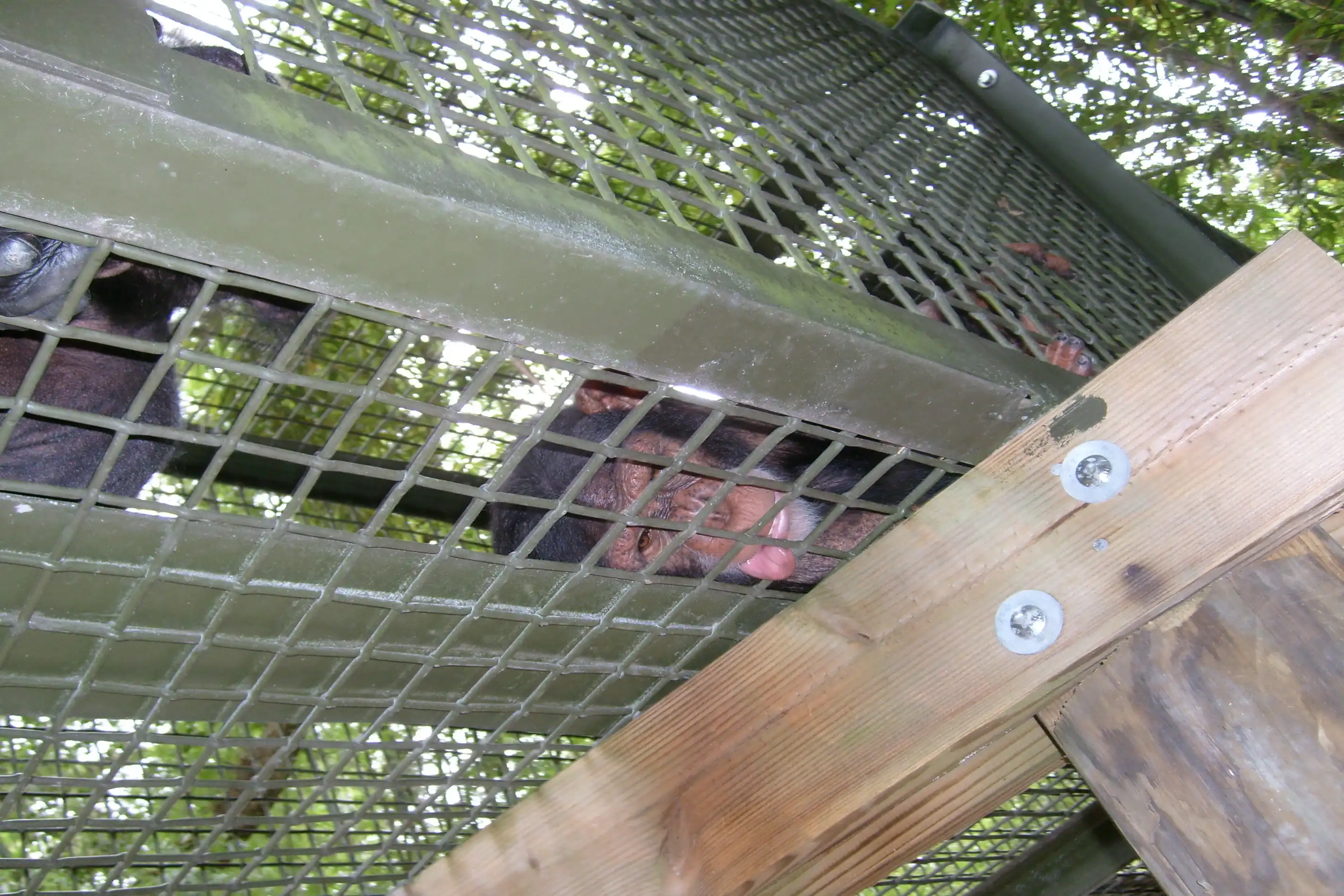 A chimpanzee pressing its face against its enclosure