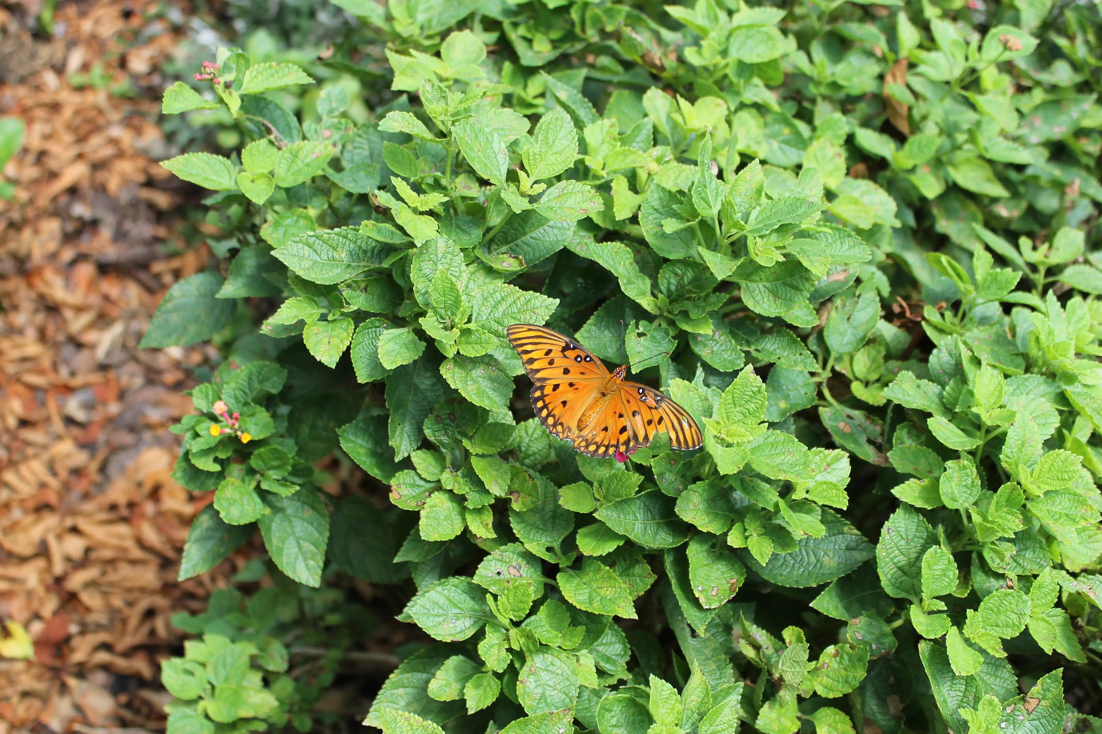 An orange butterfly resting on a bright green bush