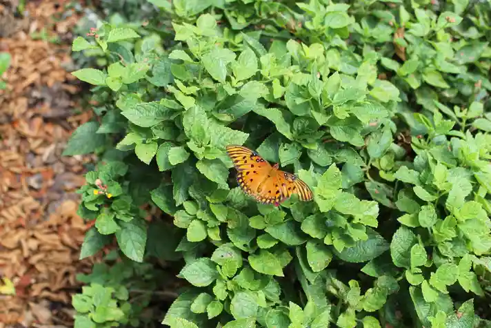 An orange butterfly resting on a bright green bush