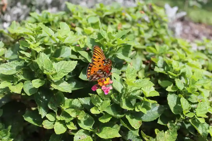 An orange butterfly feeding from a pink flower