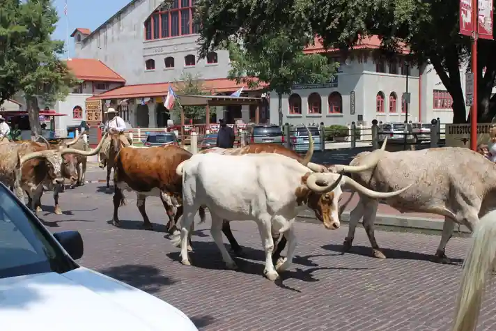 Several longhorn cattle walking on a brick paved street