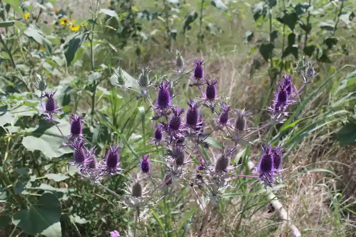 Sparse bush with small spiky purple flowers that look like pineapples