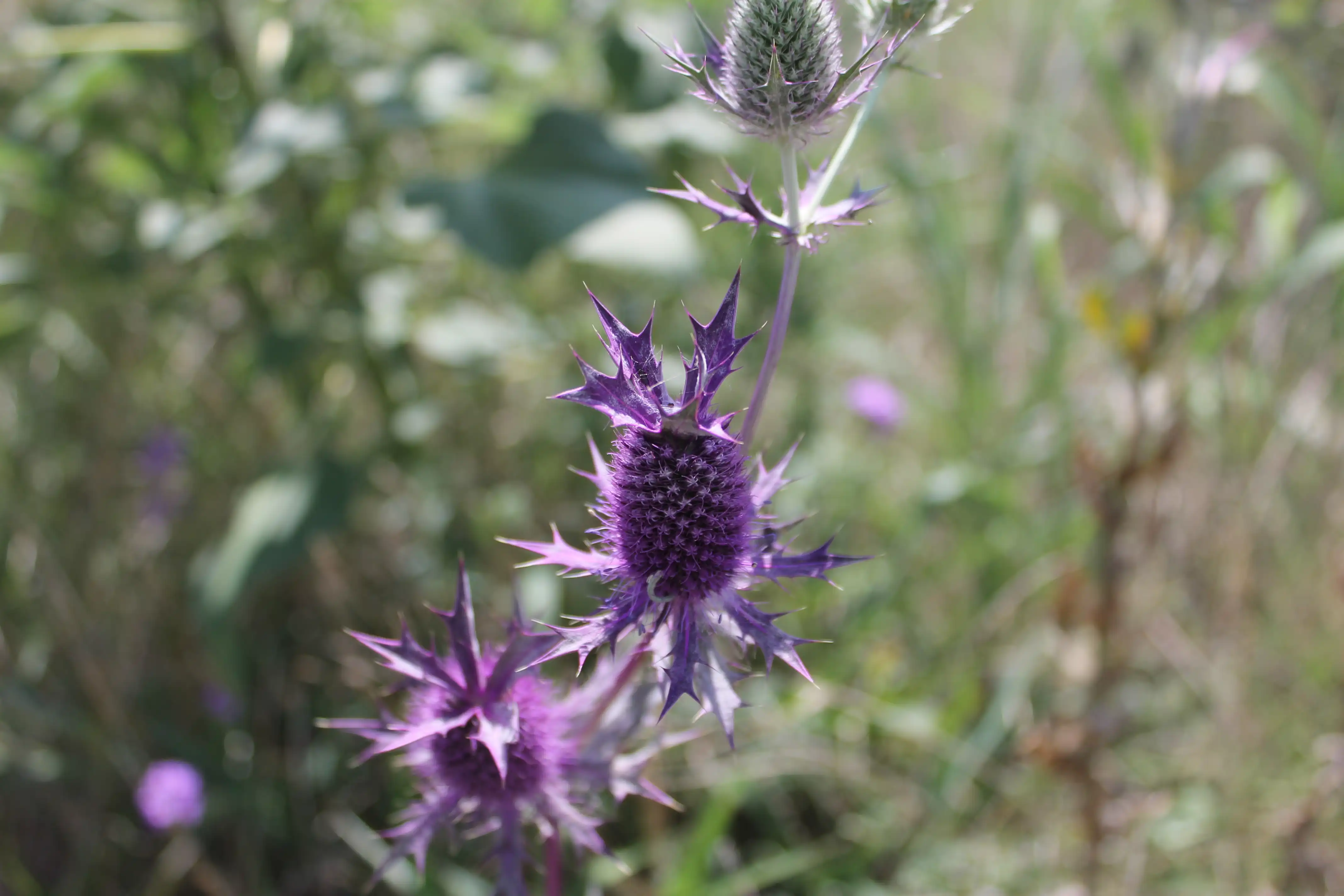 A purple flower that is shaped like a pineapple covered in fluff