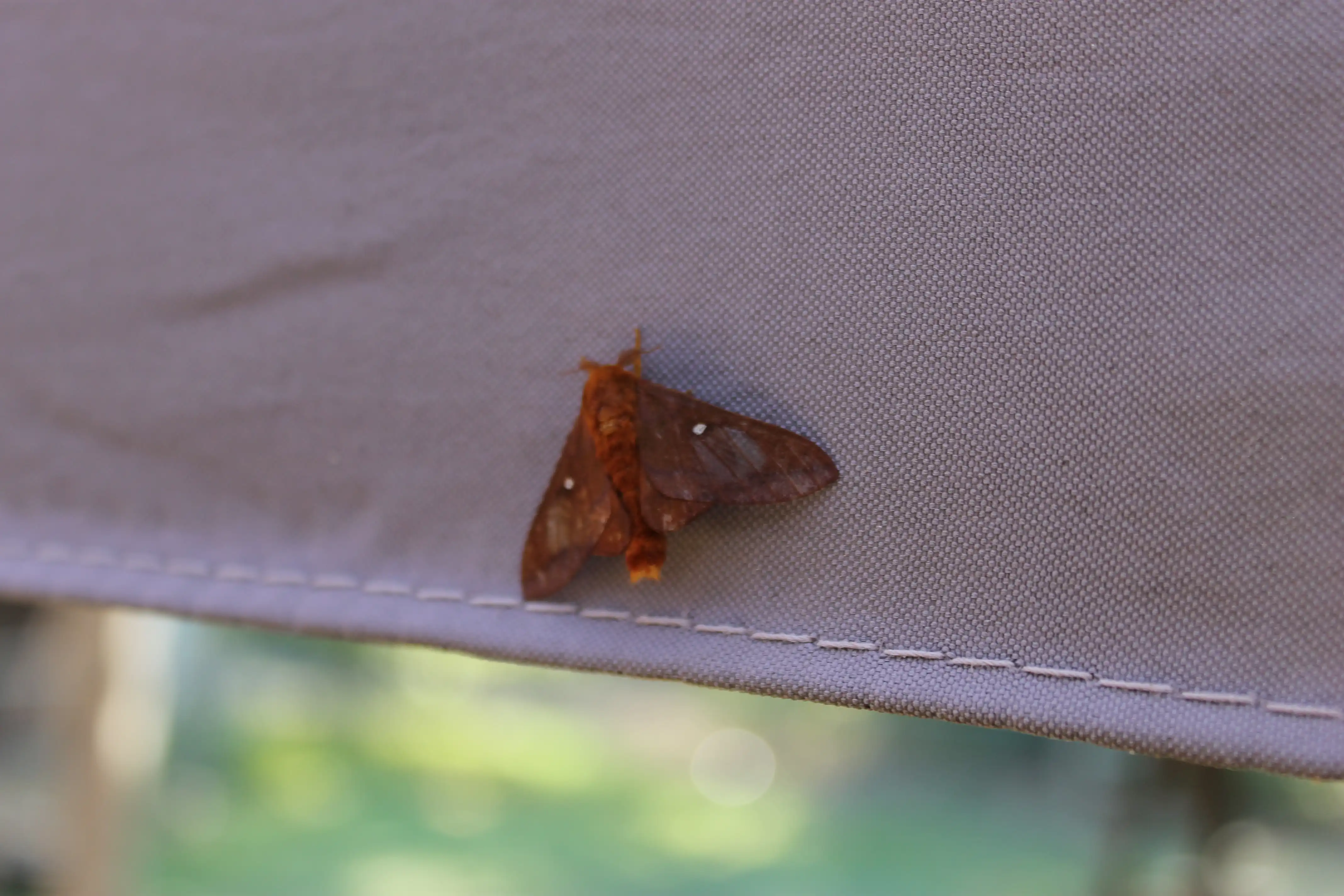 An orange moth resting on a piece of fabric