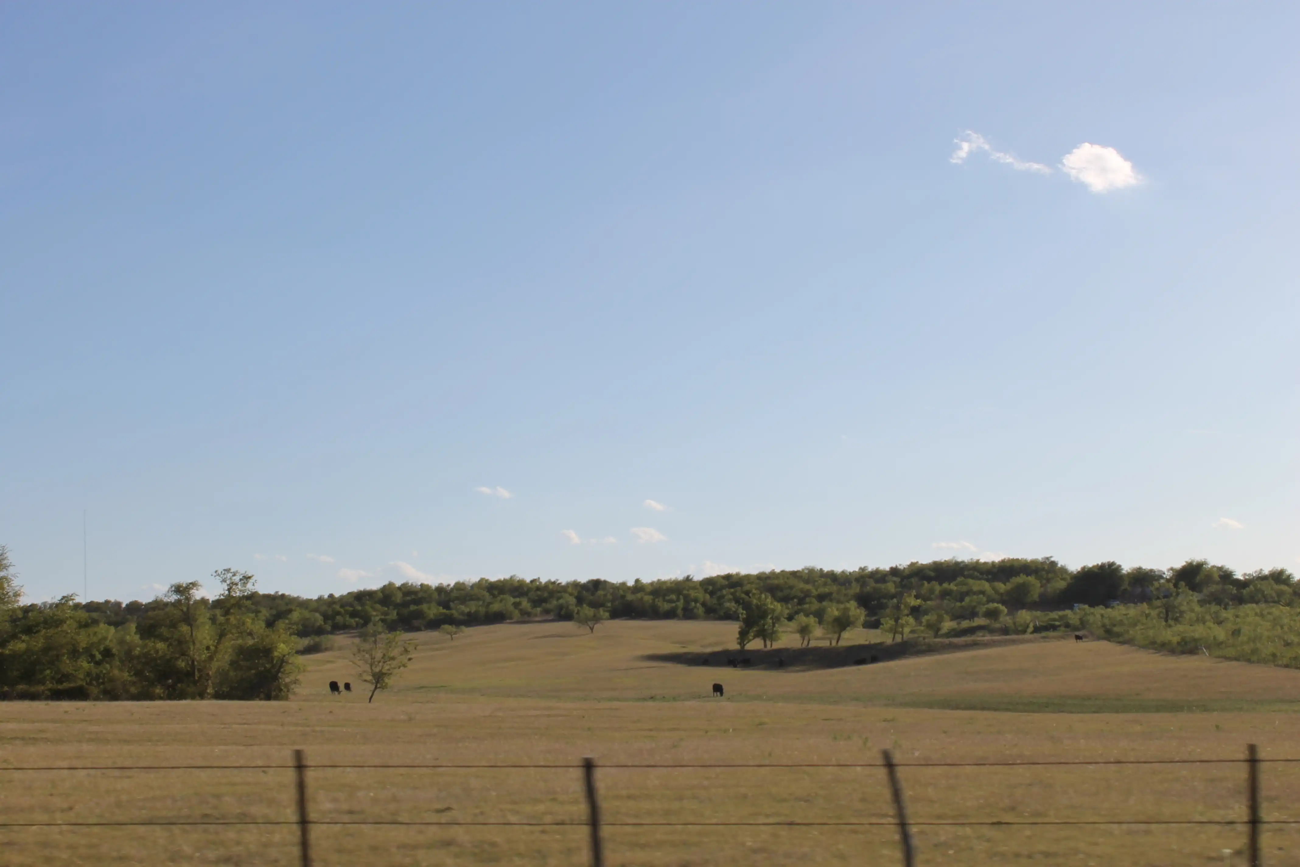 A field with a few cows and a small forest in the background