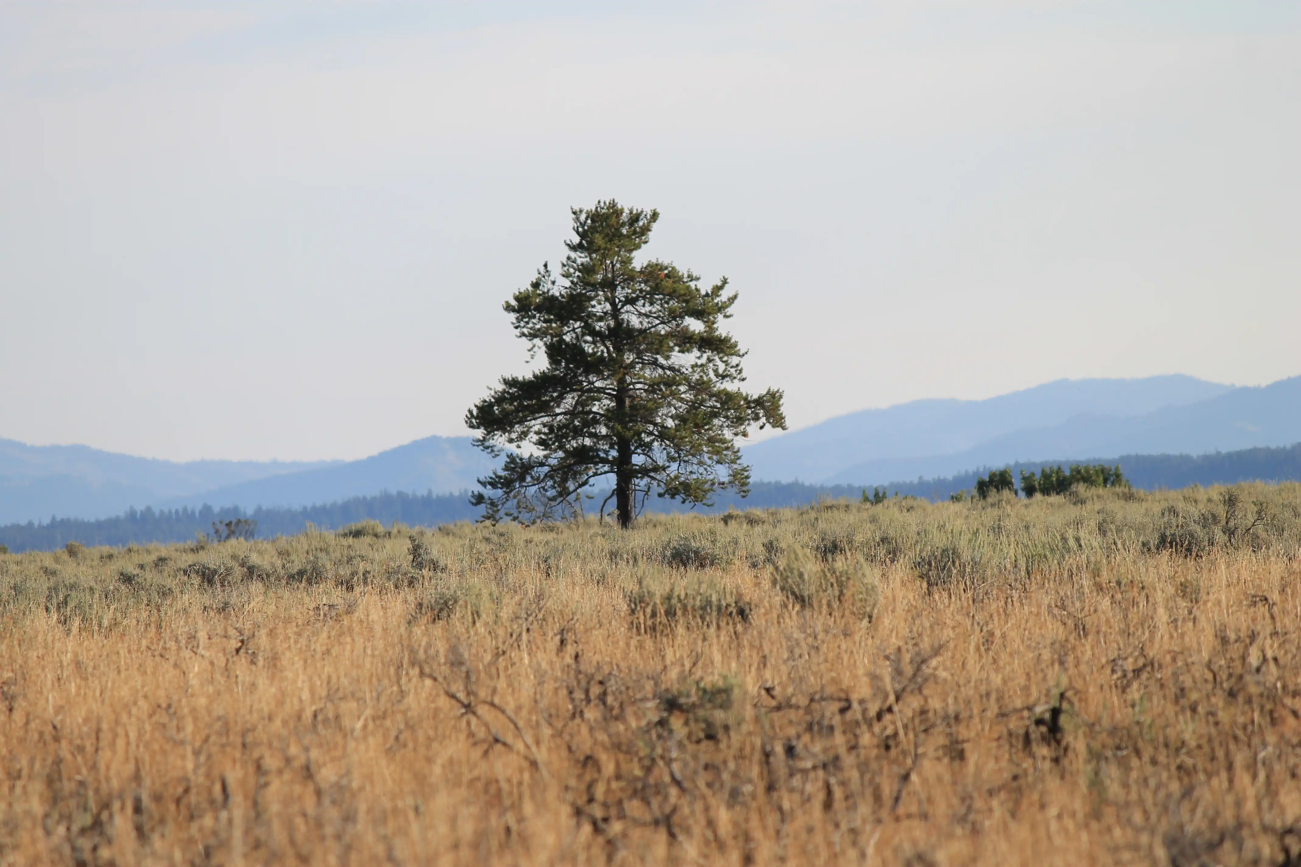 A lone tree in a field of tall brown grass with forested mountains in the background