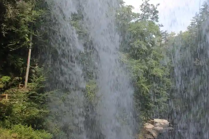 A forest pictured from behind a waterfall