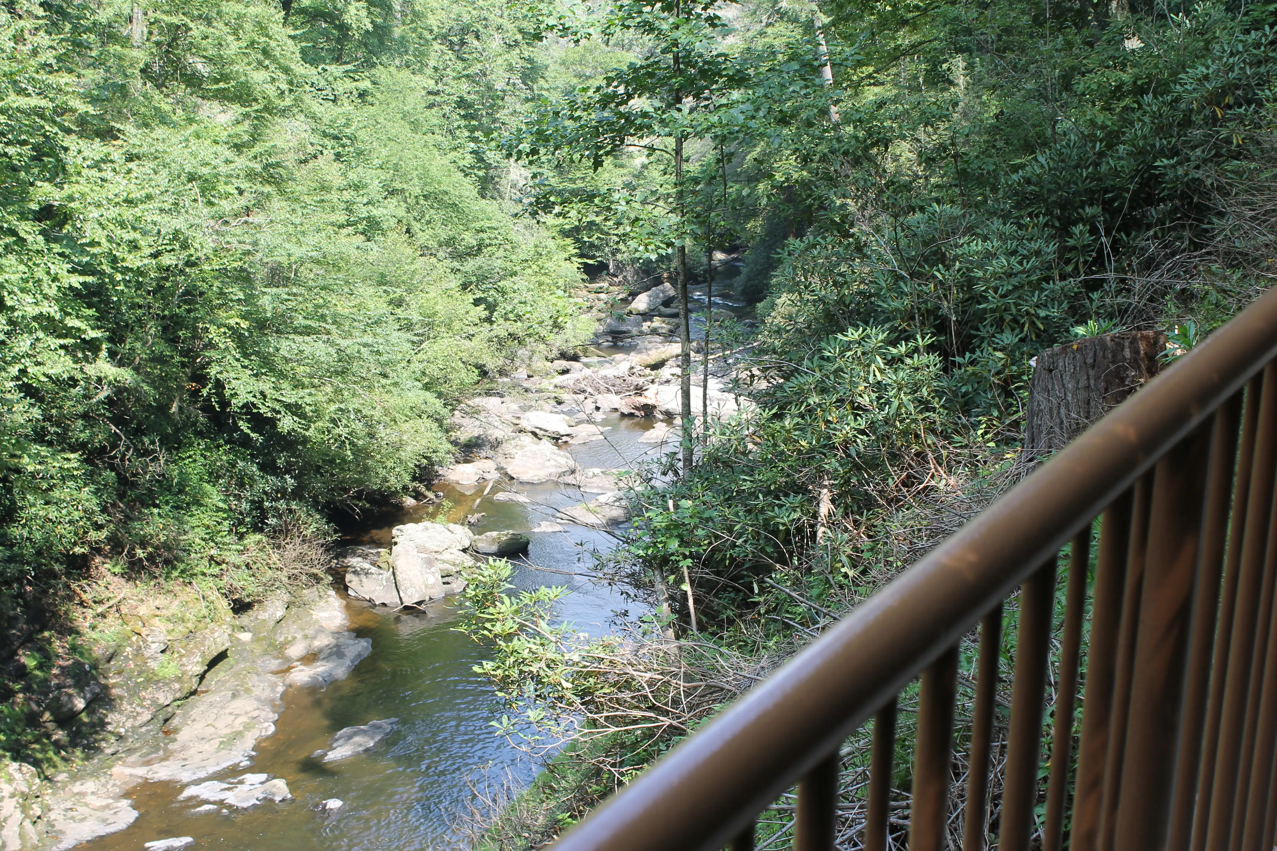 A small stream running through a forest