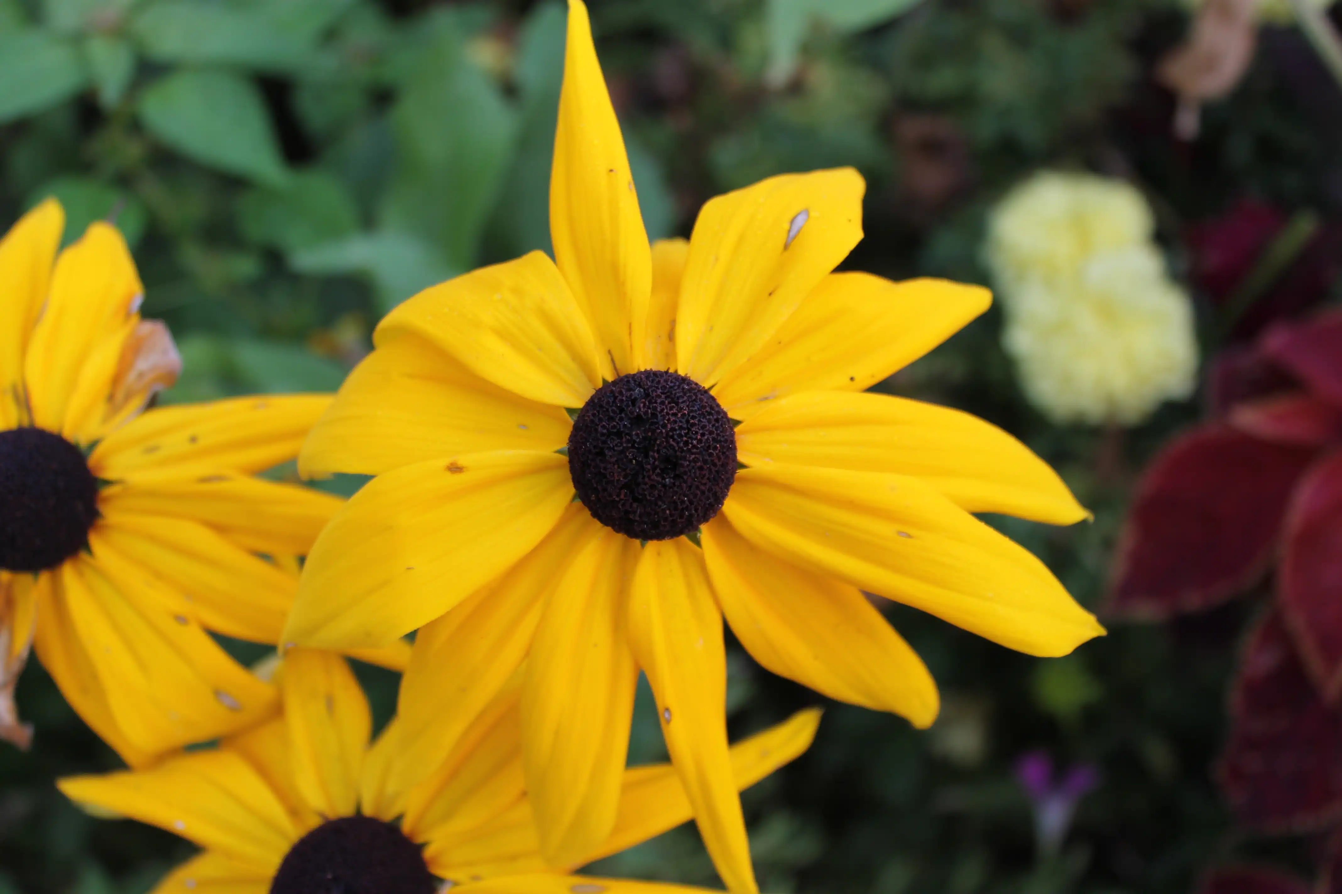 A bright yellow flower with long petals and a brown center