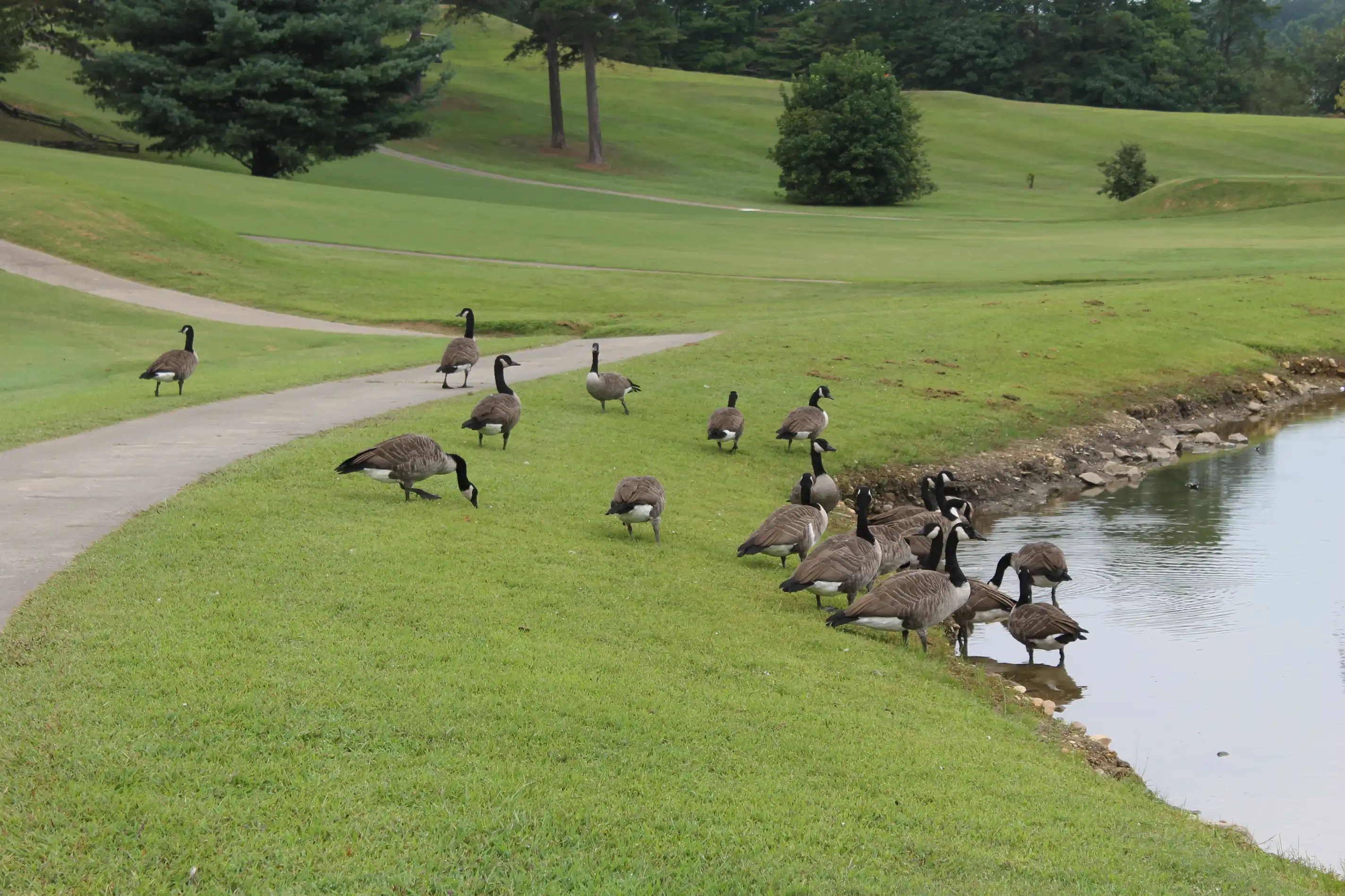 A gaggle of geese next to a pond