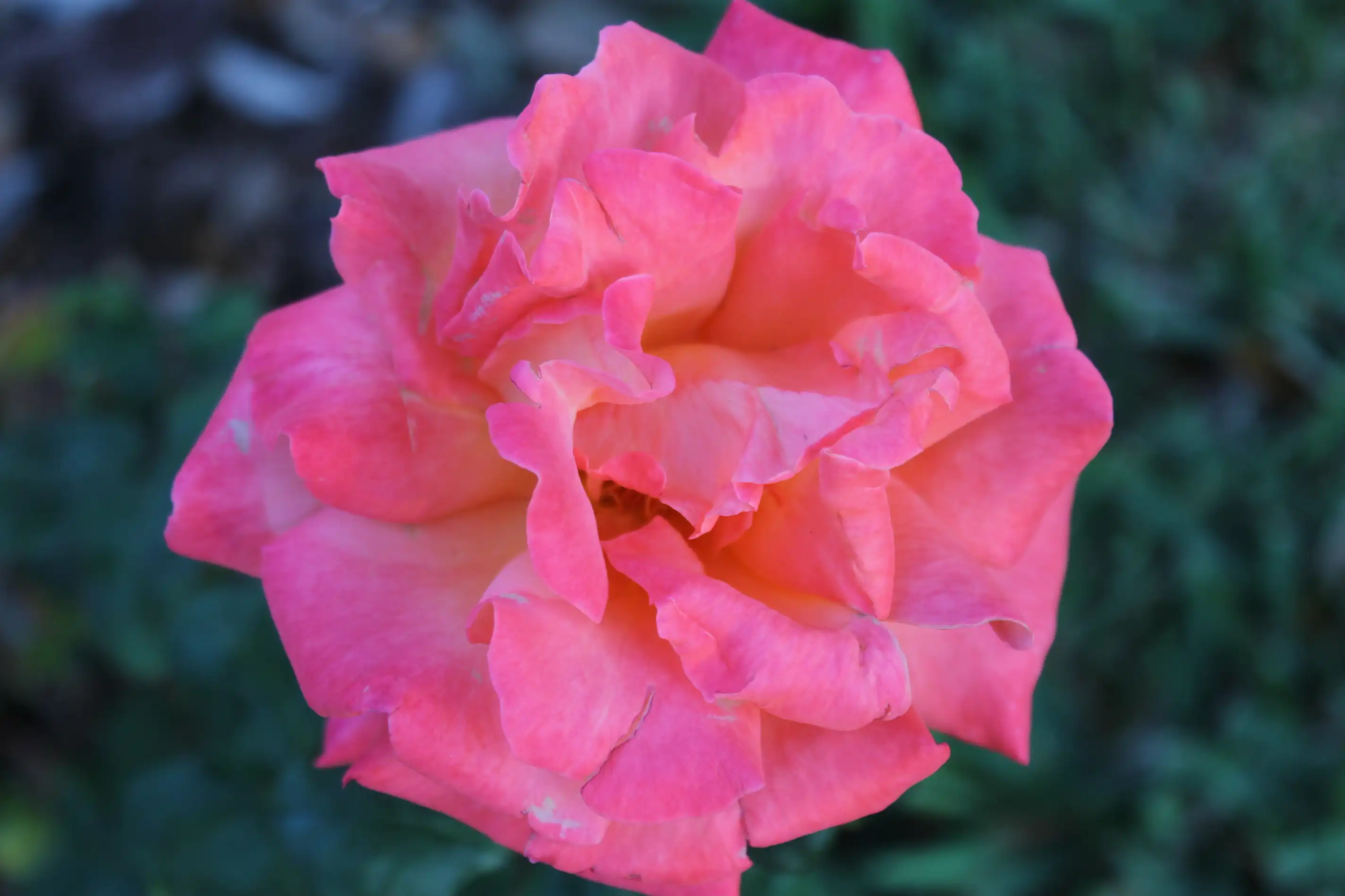 A close up shot of a bright pink rose