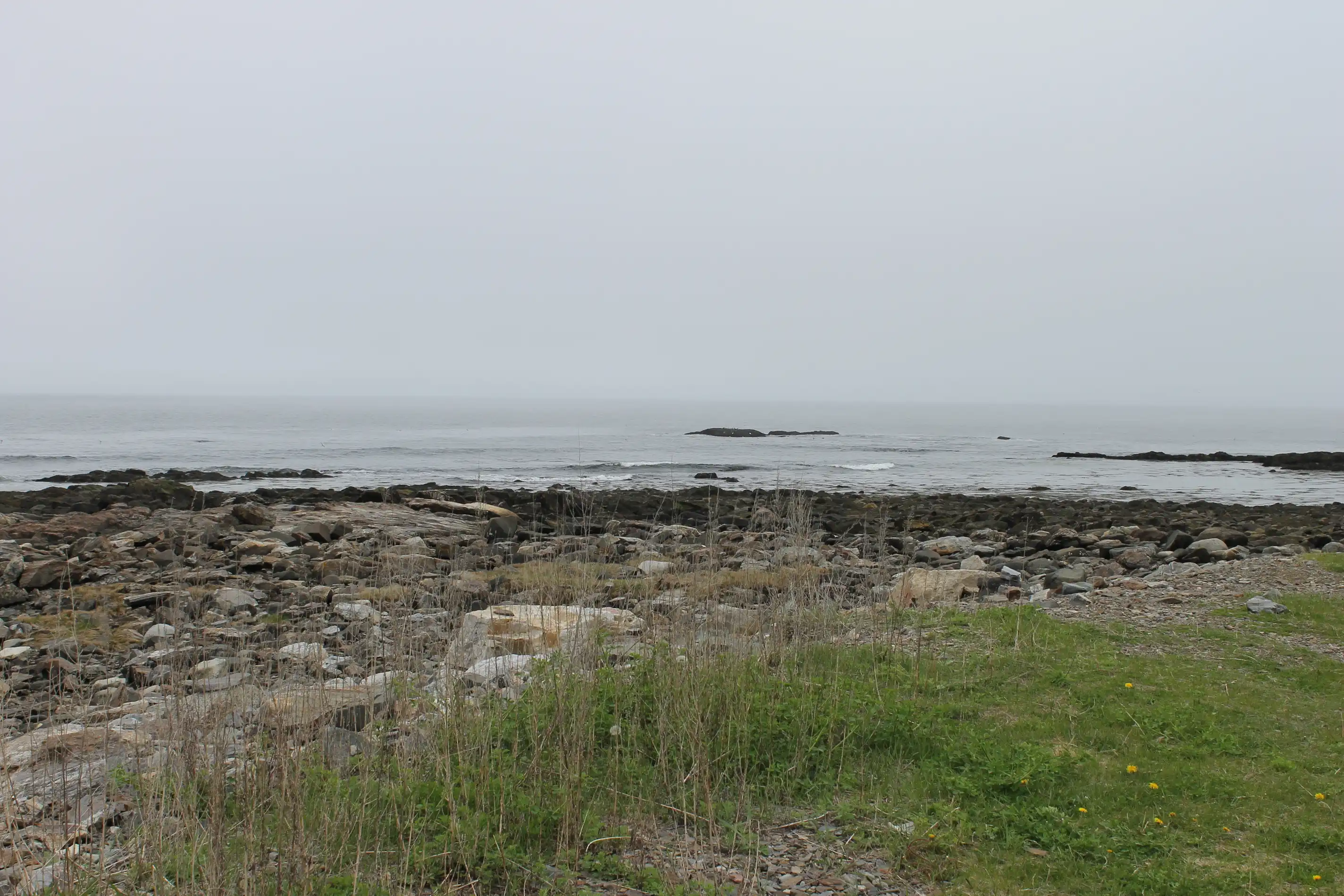 A rocky shore with the ocean mostly shrouded in fog beyond it and some sparse plants in the foreground