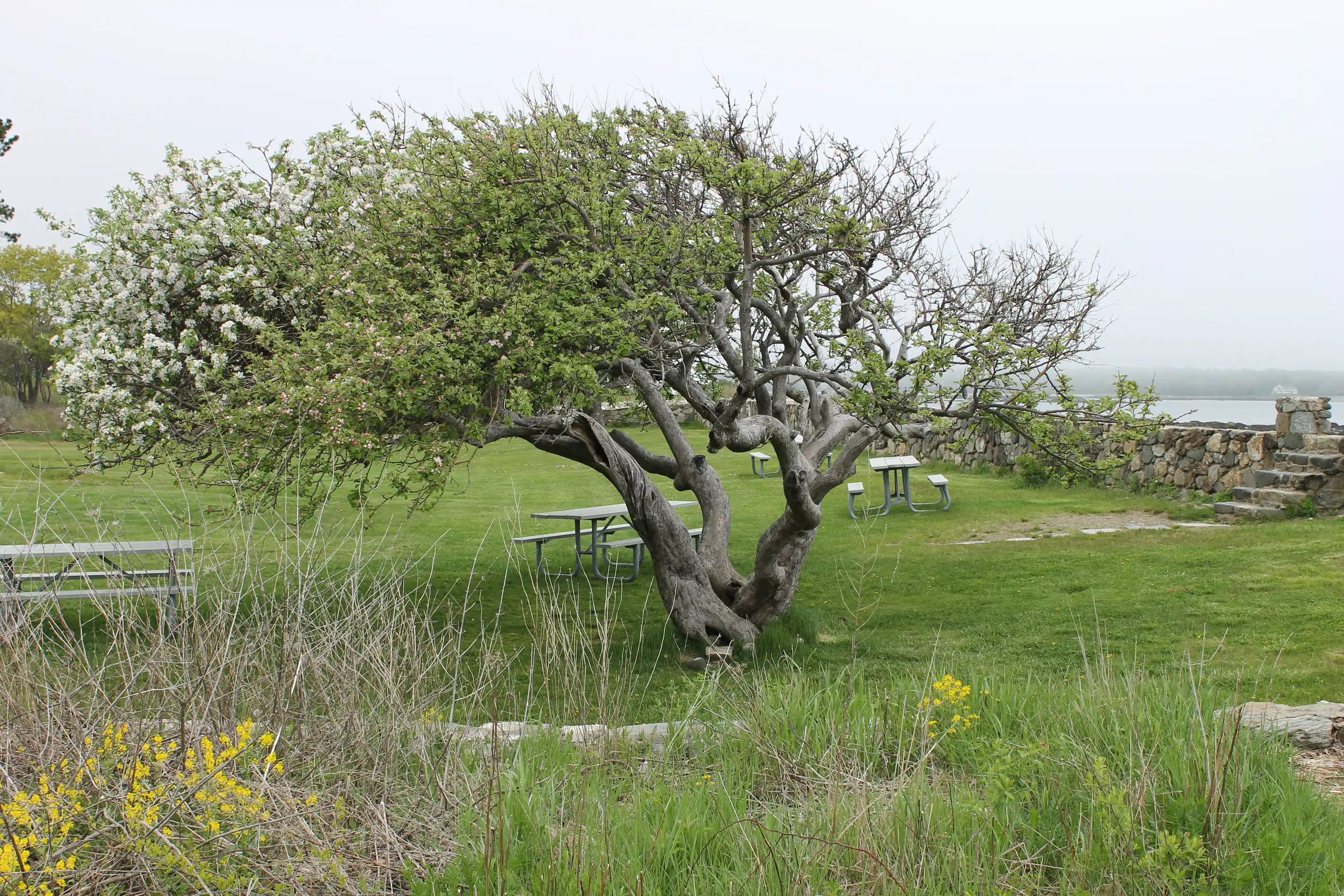 A partially flowering tree that is misshapen from being constantly blown by the wind