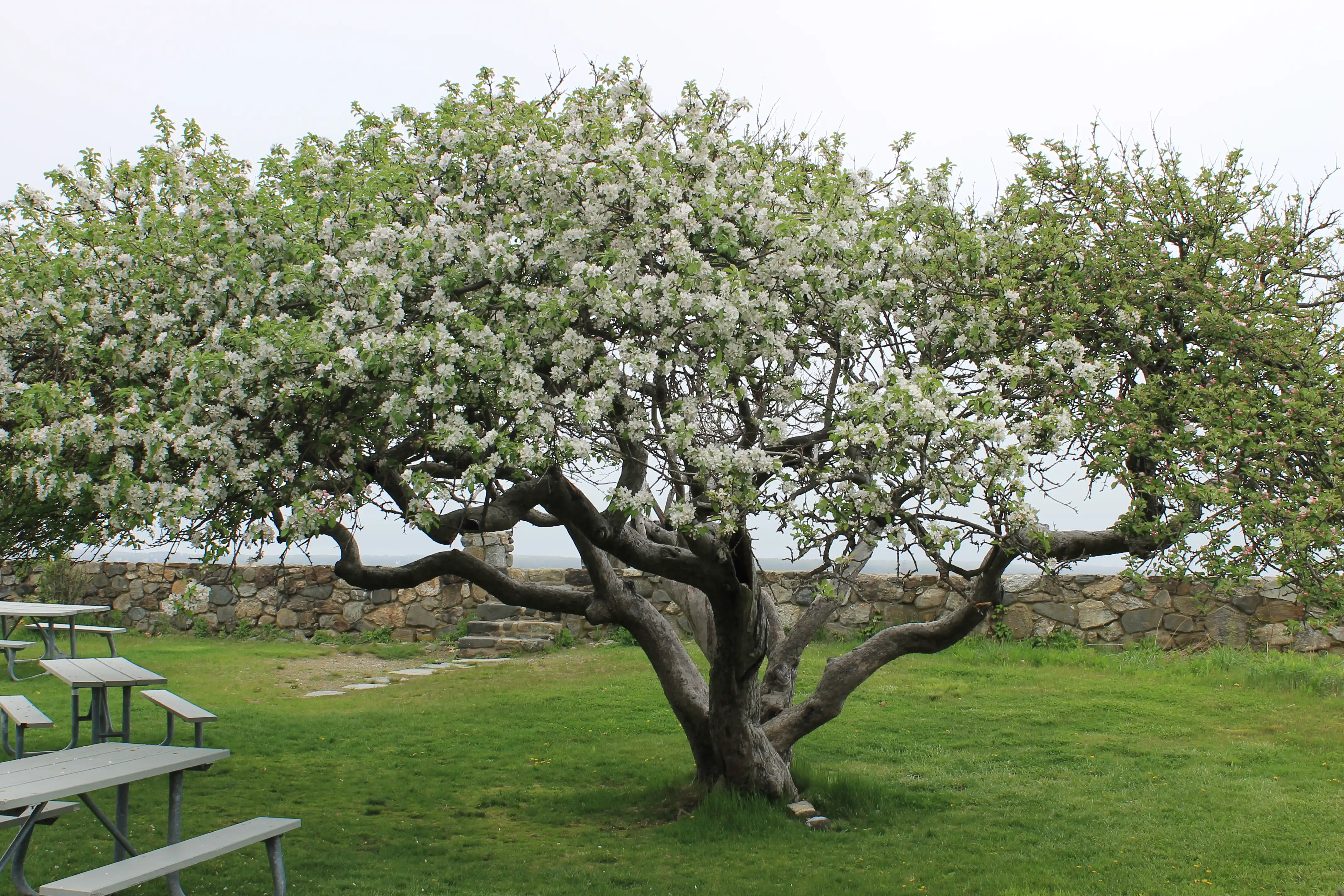 A small spindly tree covered in white flowers