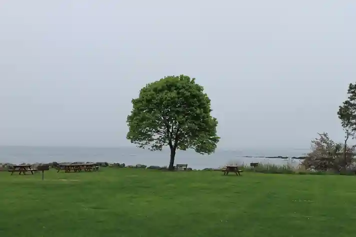 A lone tree in a vibrant green park with an ocean backdrop