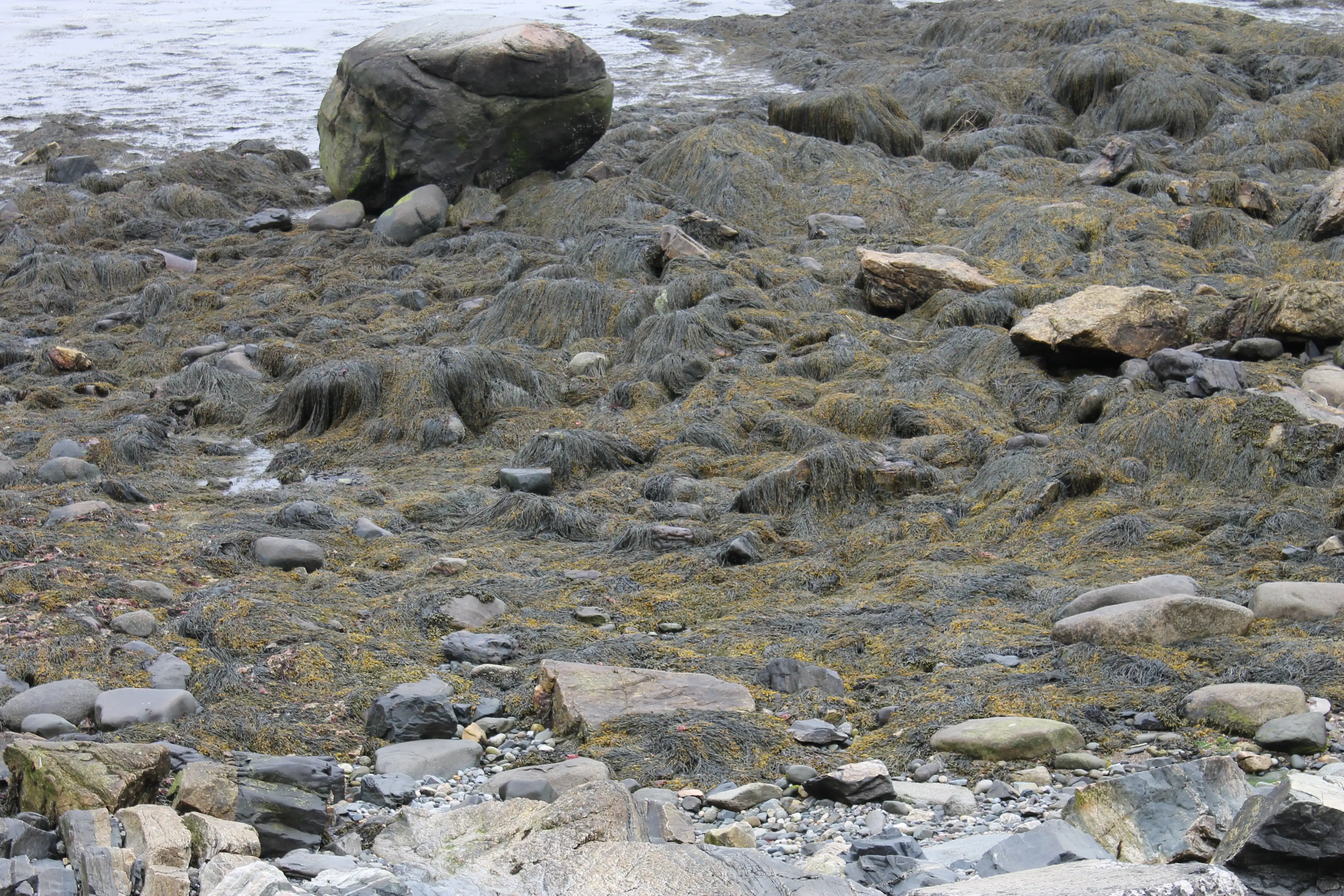 An algae and sea moss covered rocky shore