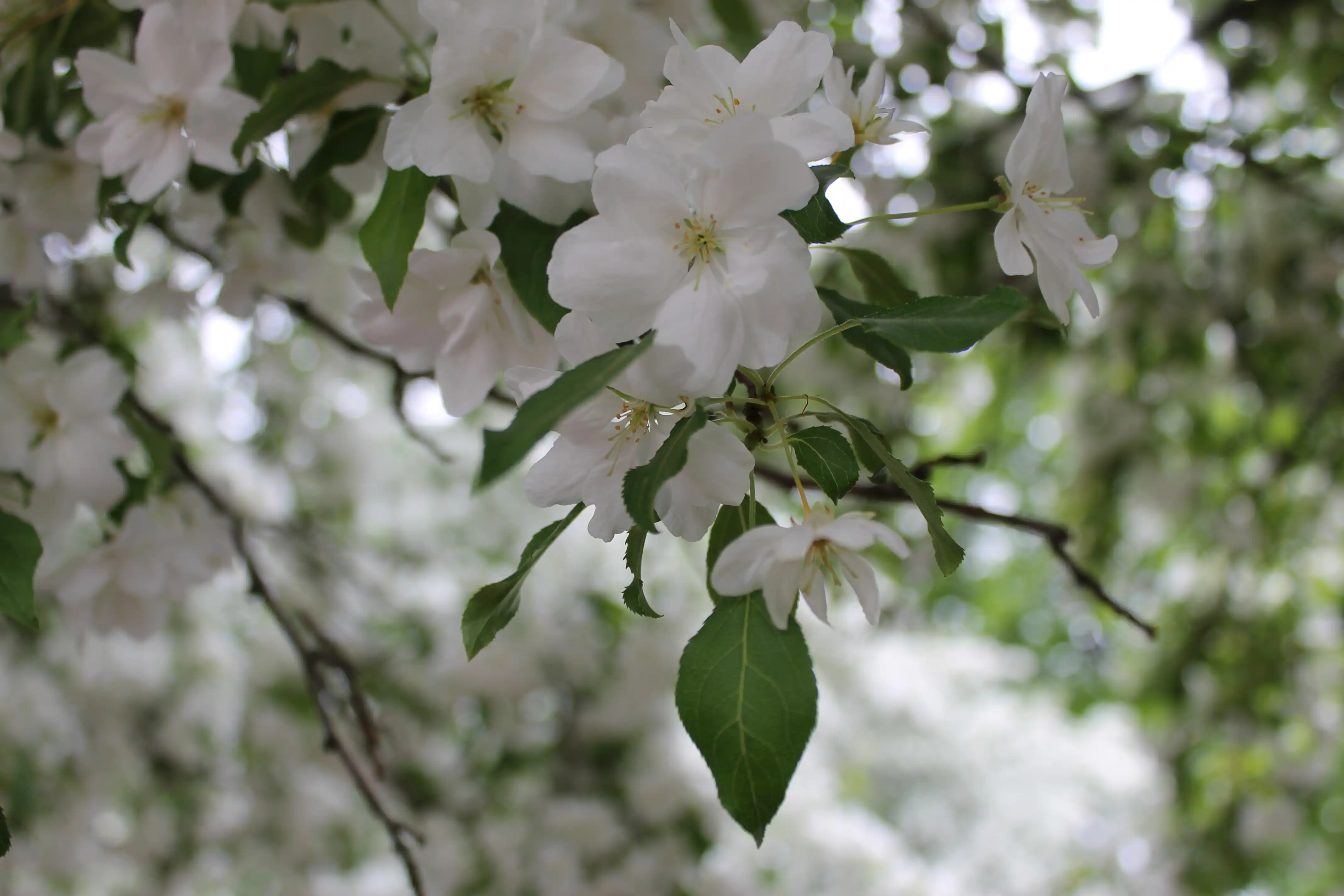 White flowers