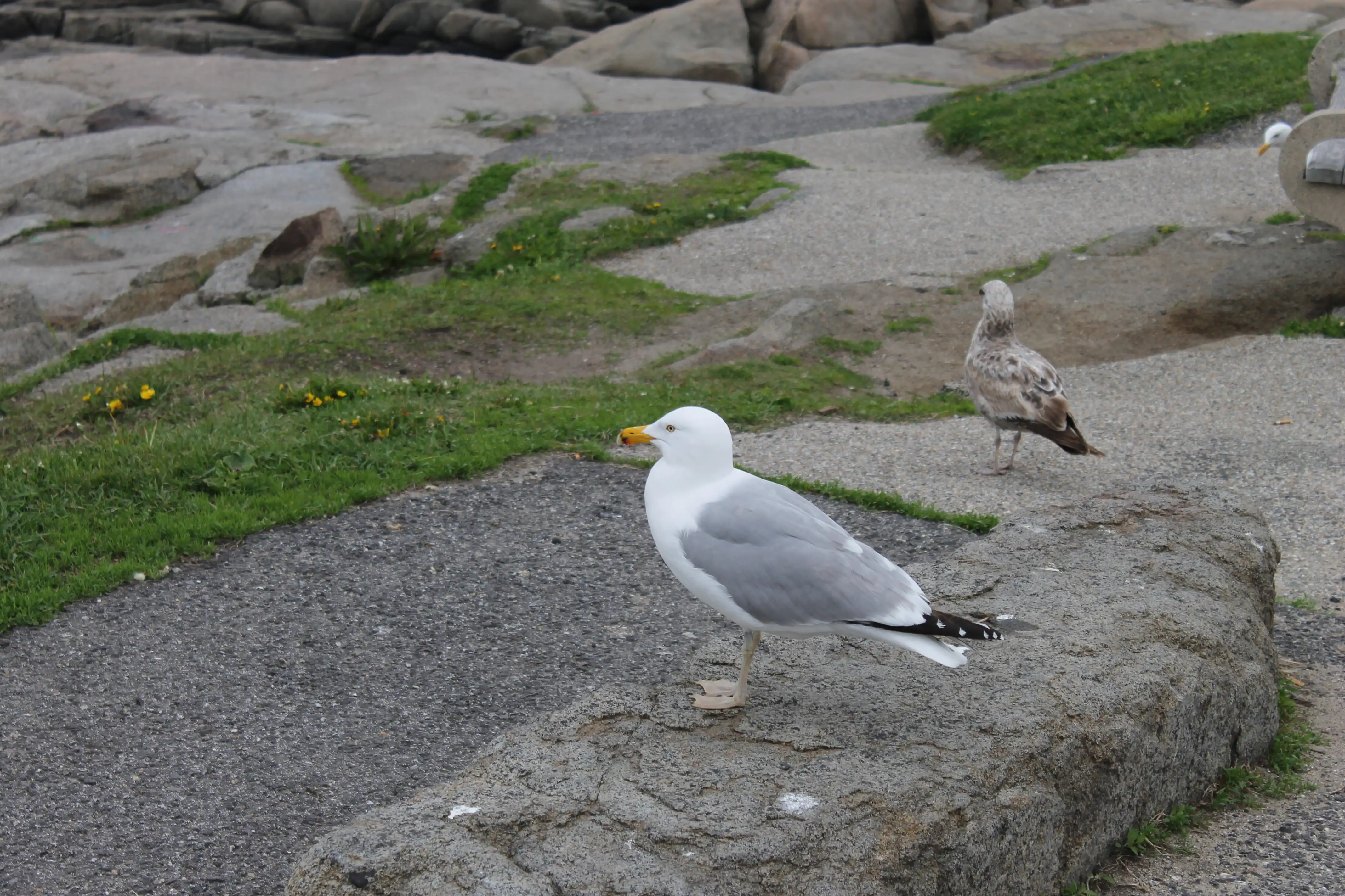 A seagull