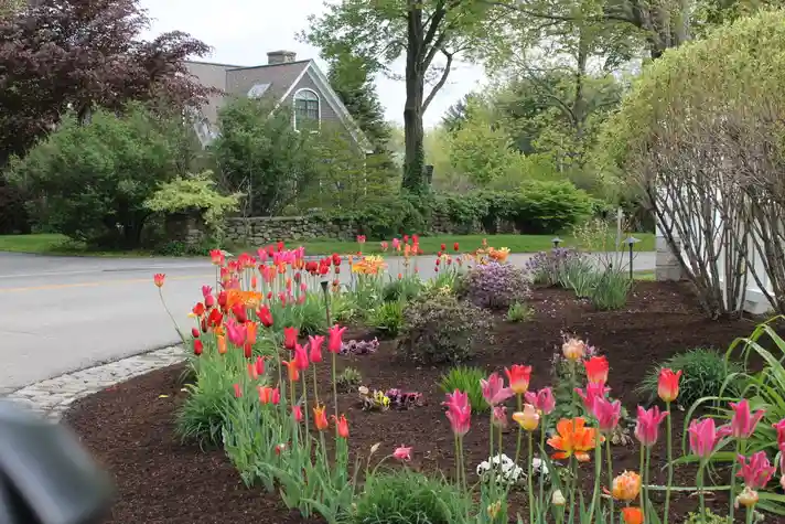 Red pink and orange tulips