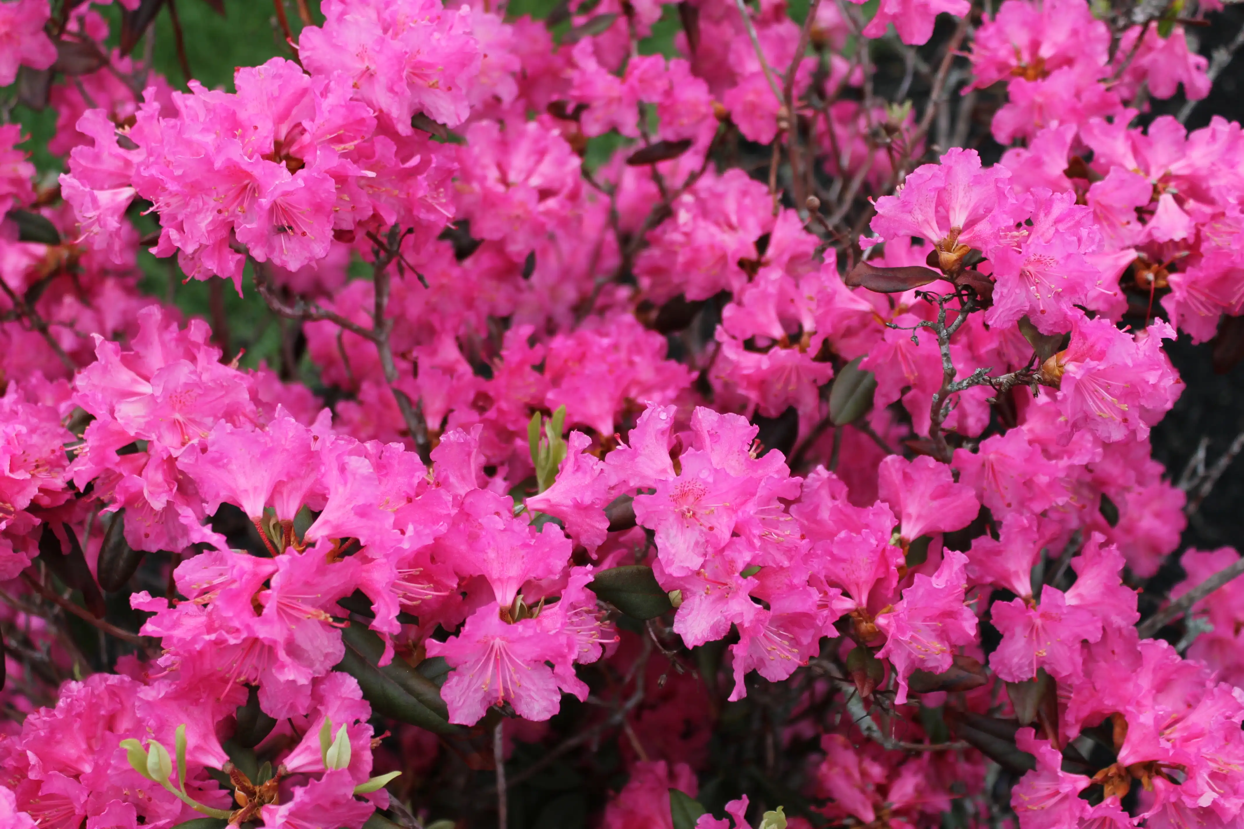 Pink flowers