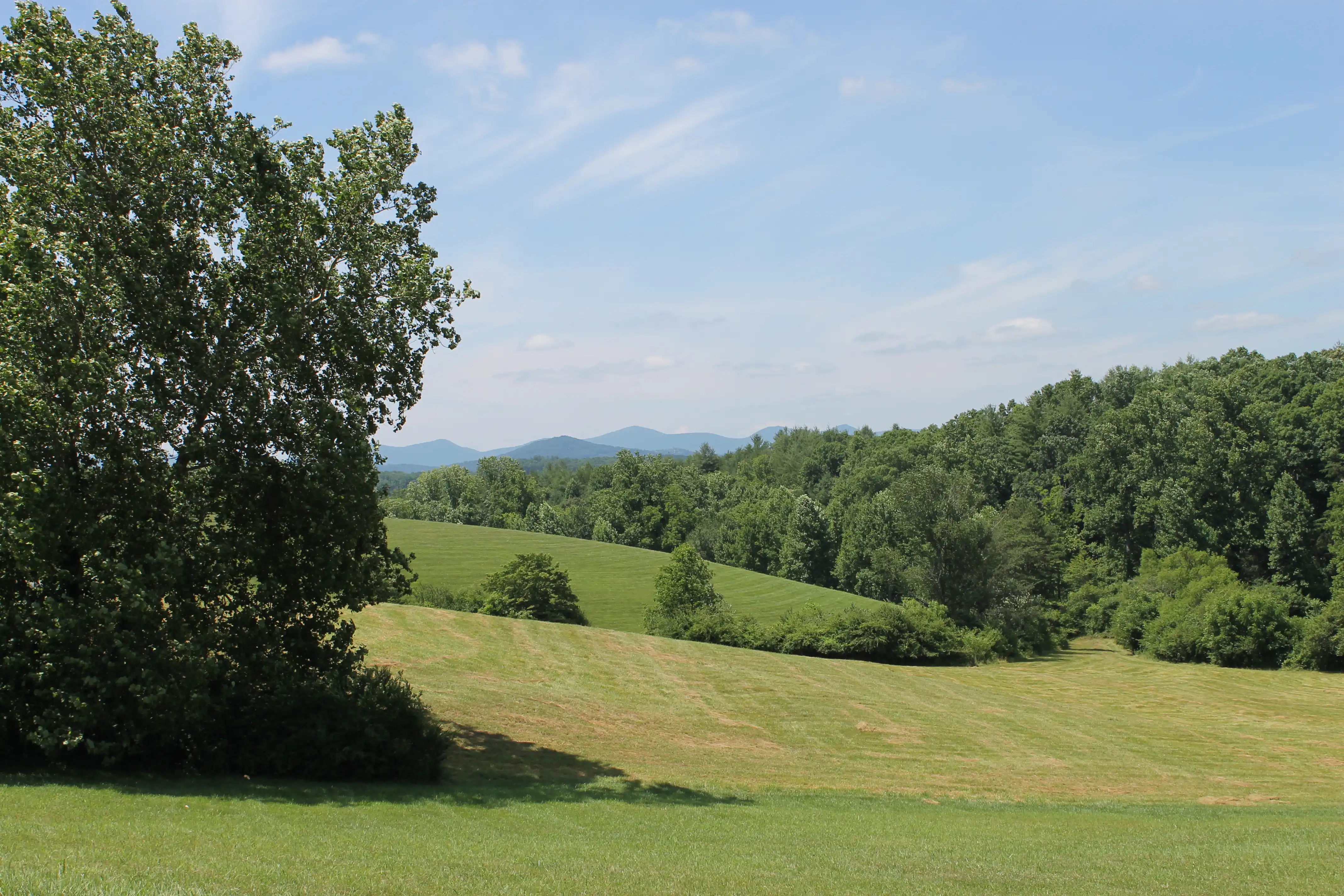 A forrest beyond some rolling green hills