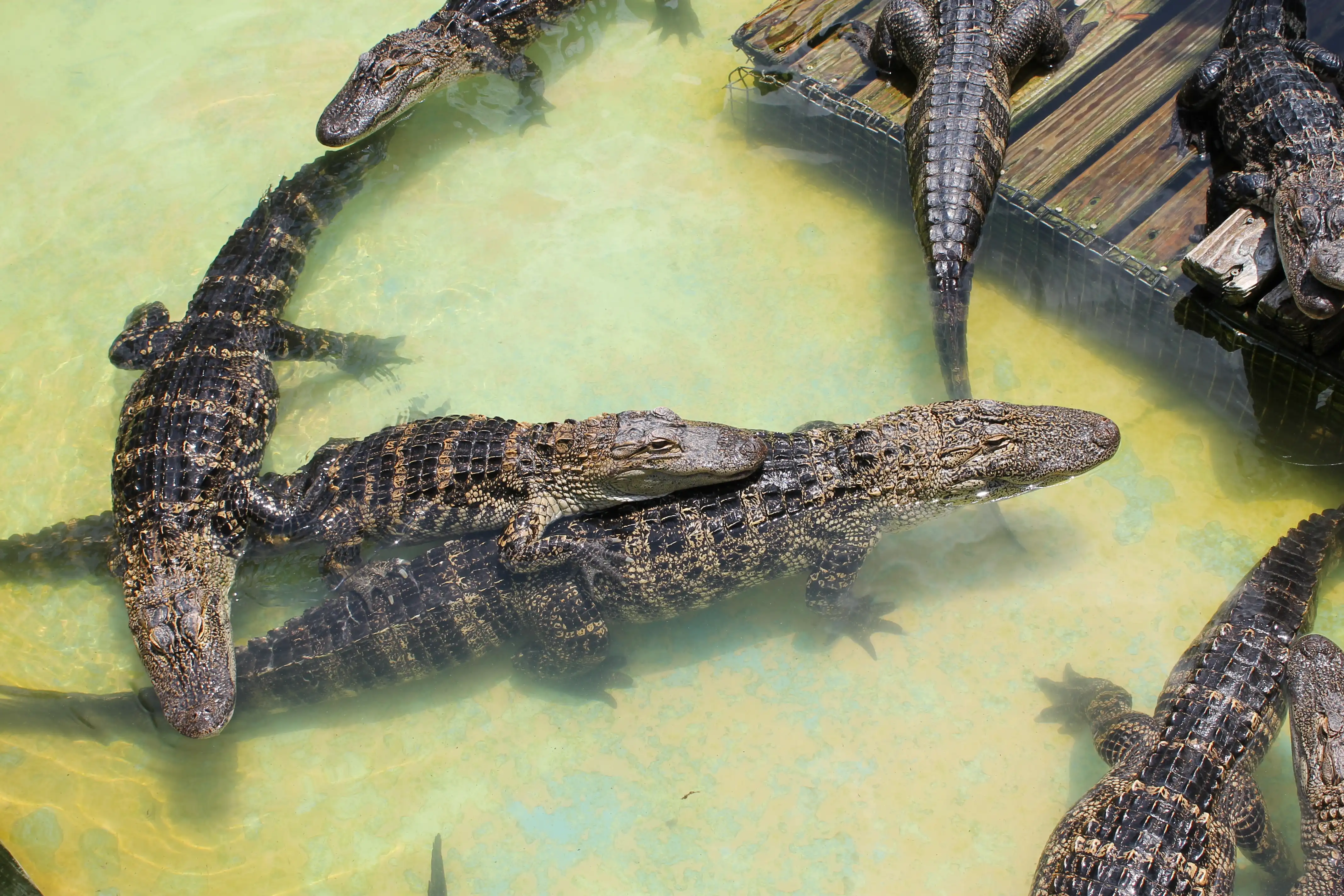 Several alligators swimming in a shallow pool