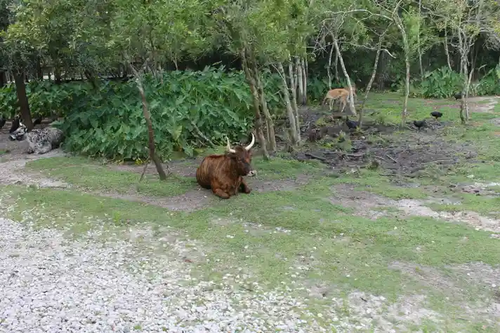 A cow resting under some trees with antelope grazing behind it