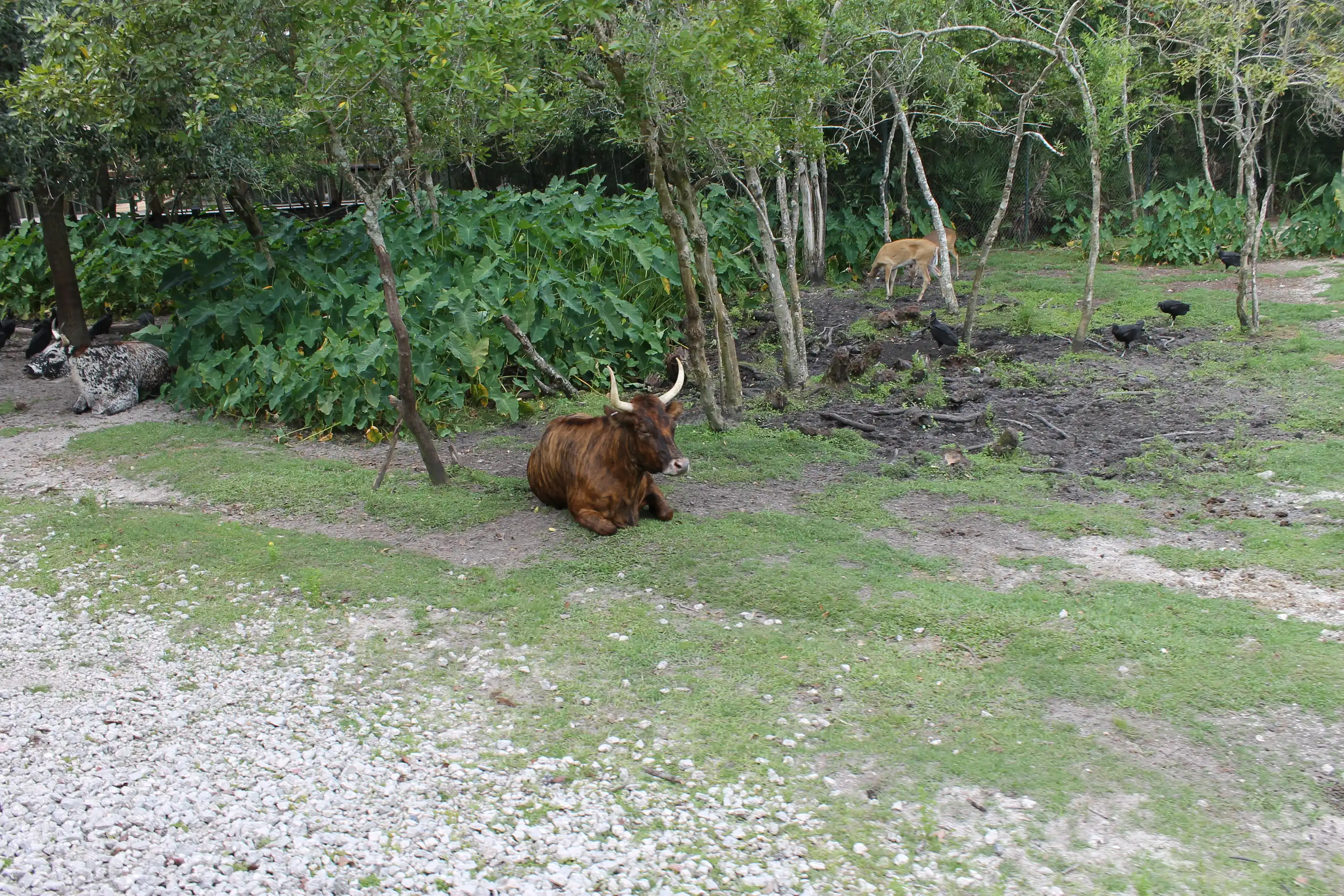 A cow resting under some trees with antelope grazing behind it