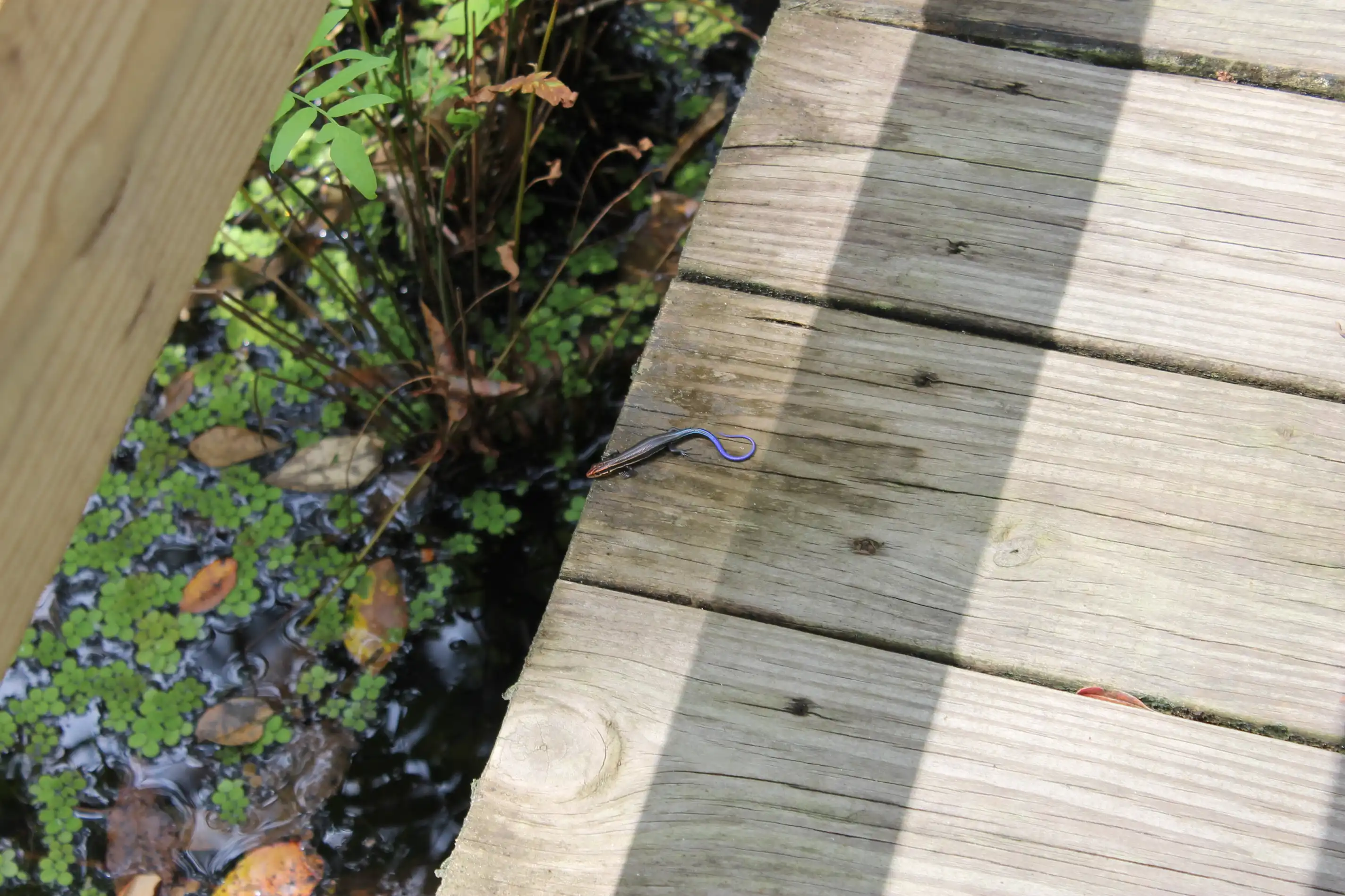 A skink on a wooden path above a swamp