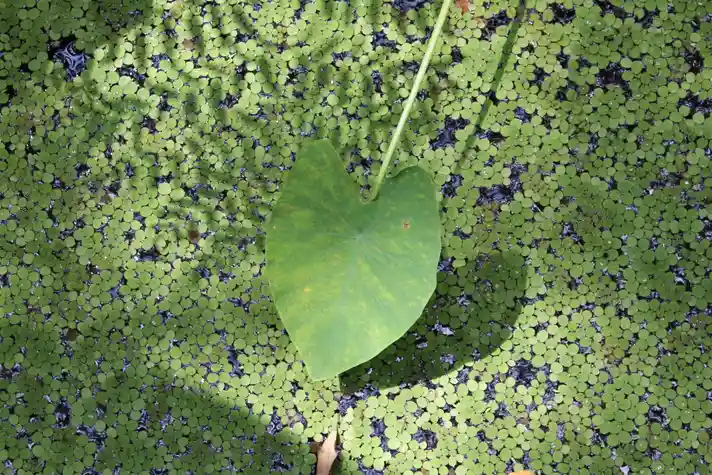 A large plant leaf sticking out over a pond covered in small lily pads