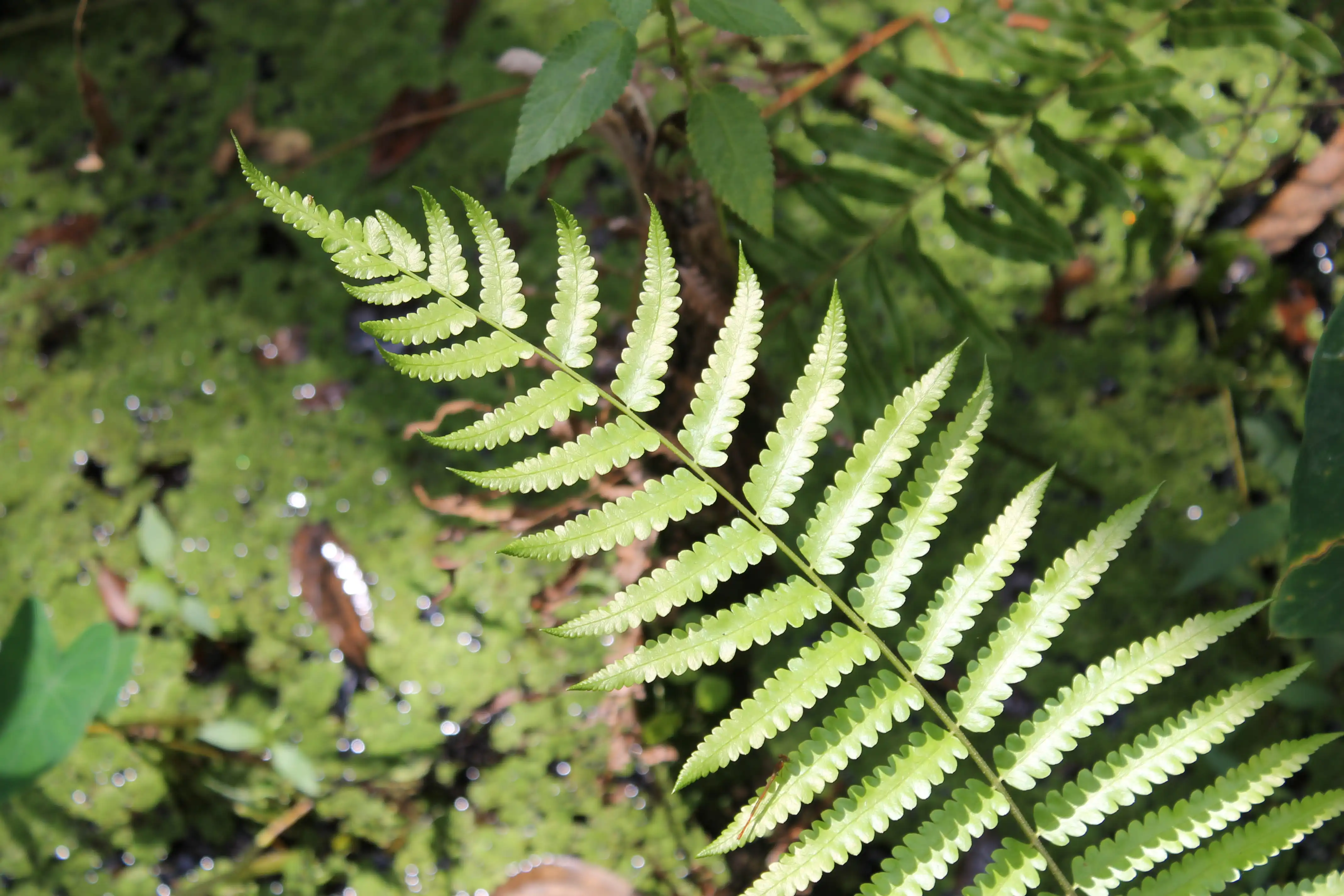 A fern frond with a swamp in the background