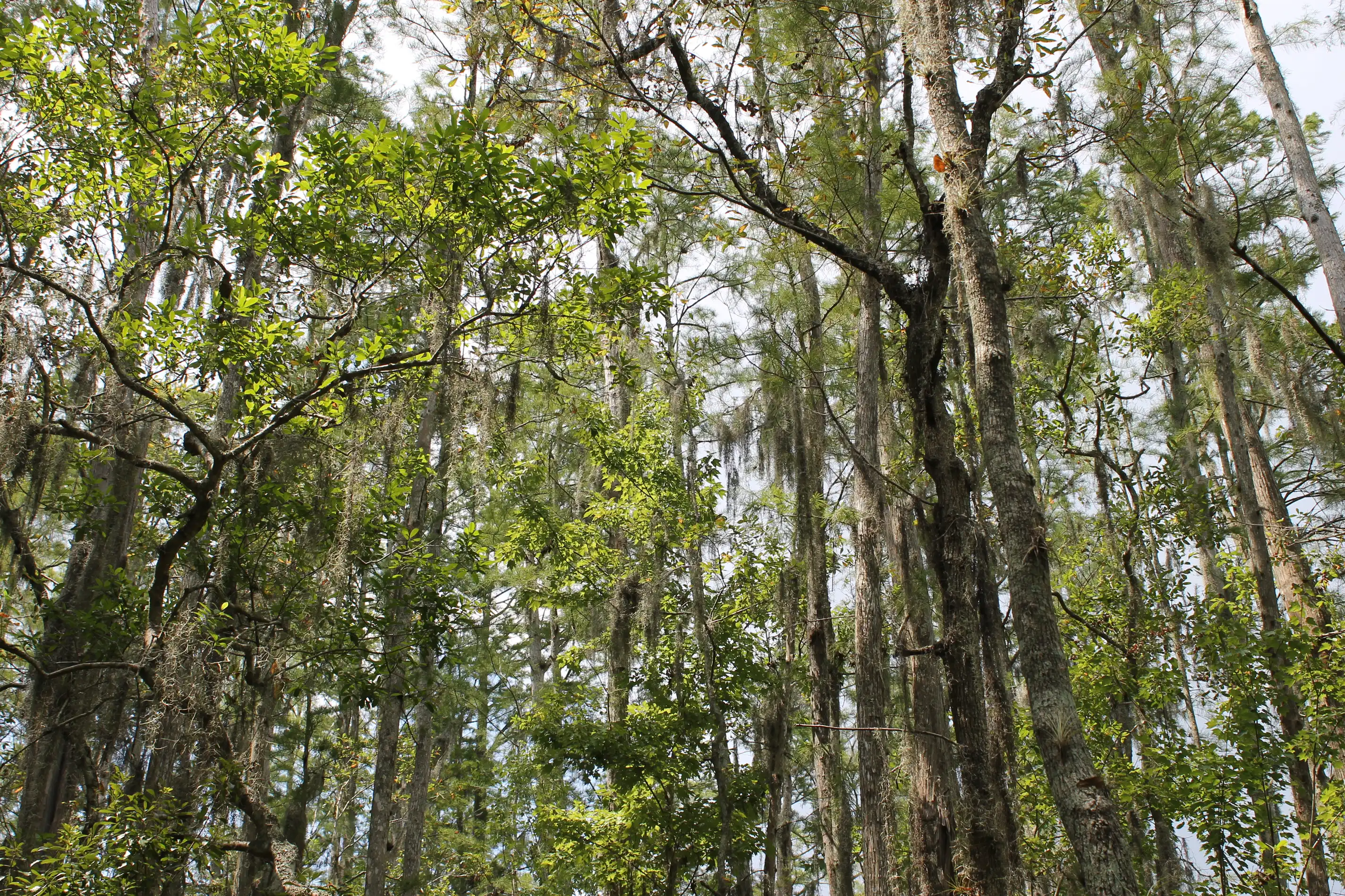 Tall thin spanish moss covered tress