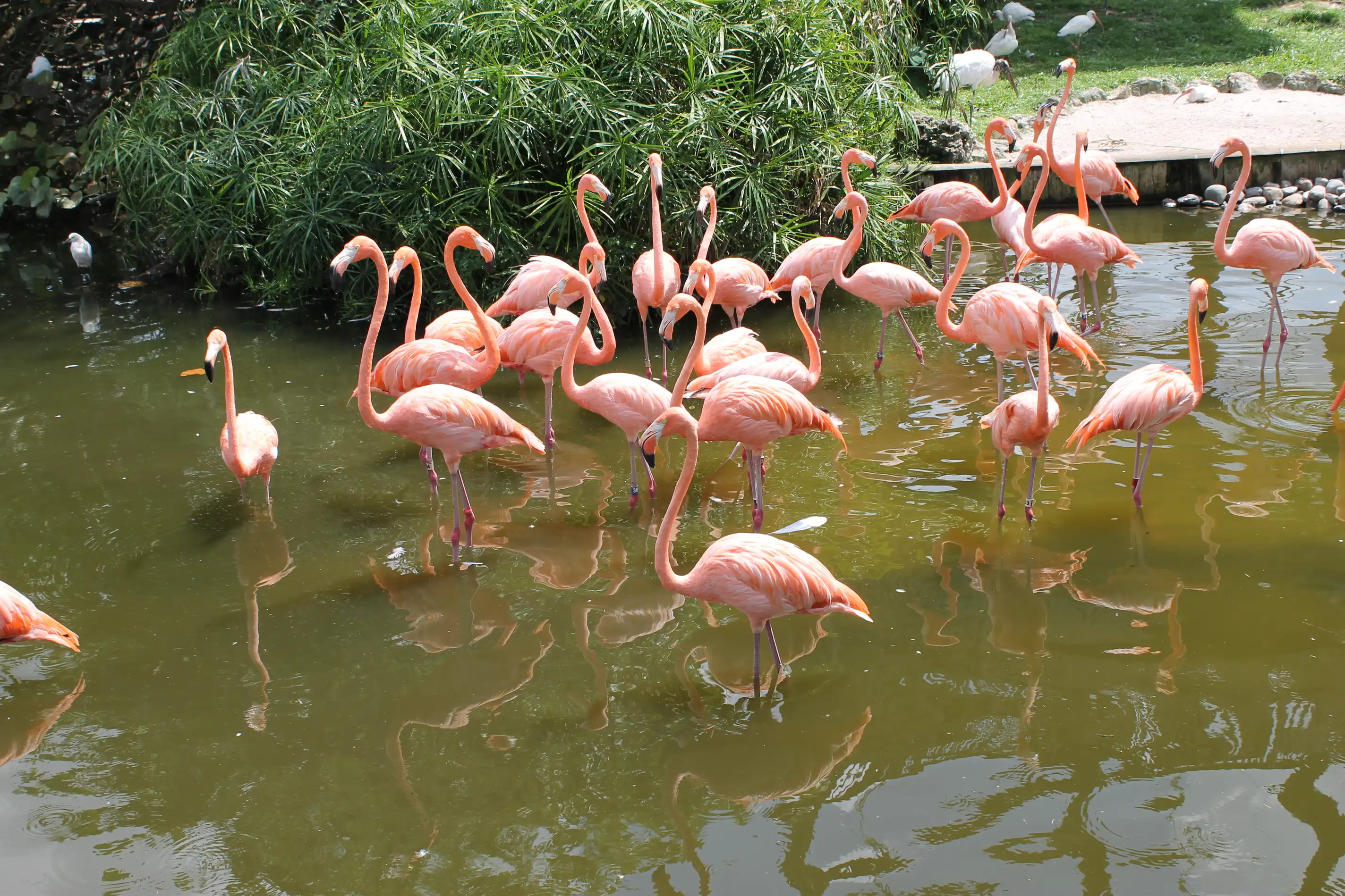 A group of flamingos standing in a shallow pond