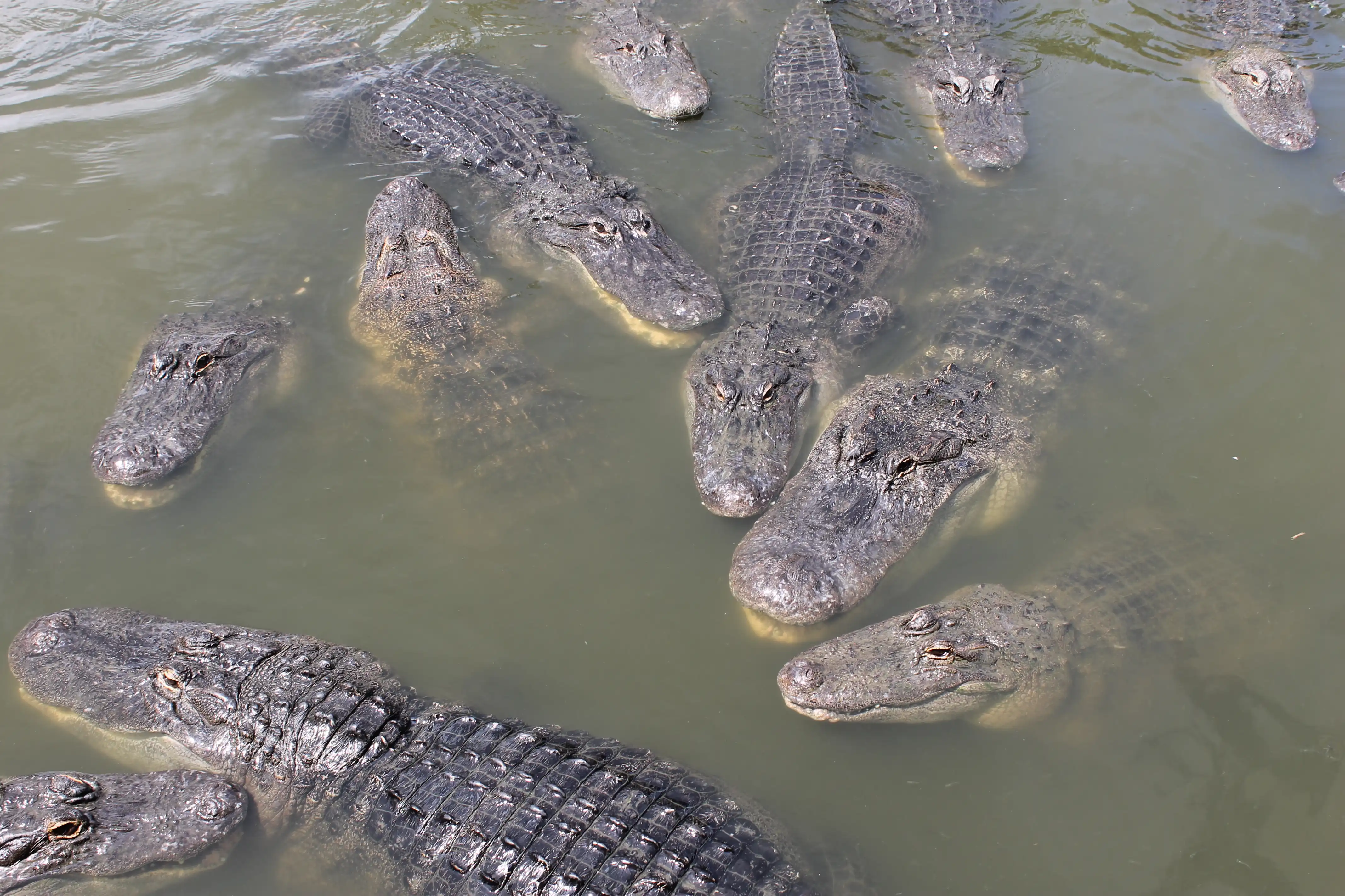 A large group of partially submerged alligators