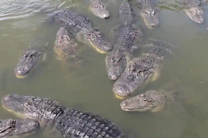 A large group of partially submerged alligators