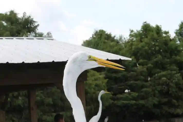 A close up shot o the head of a large white bird