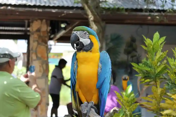 A blue macaw perched on a branch