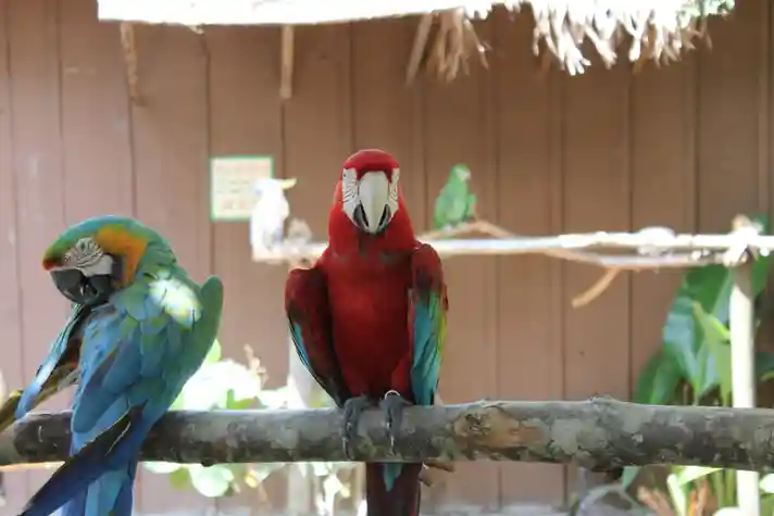 A red and blue macaw perched on a branch with a cockatoo and a green macaw in the background