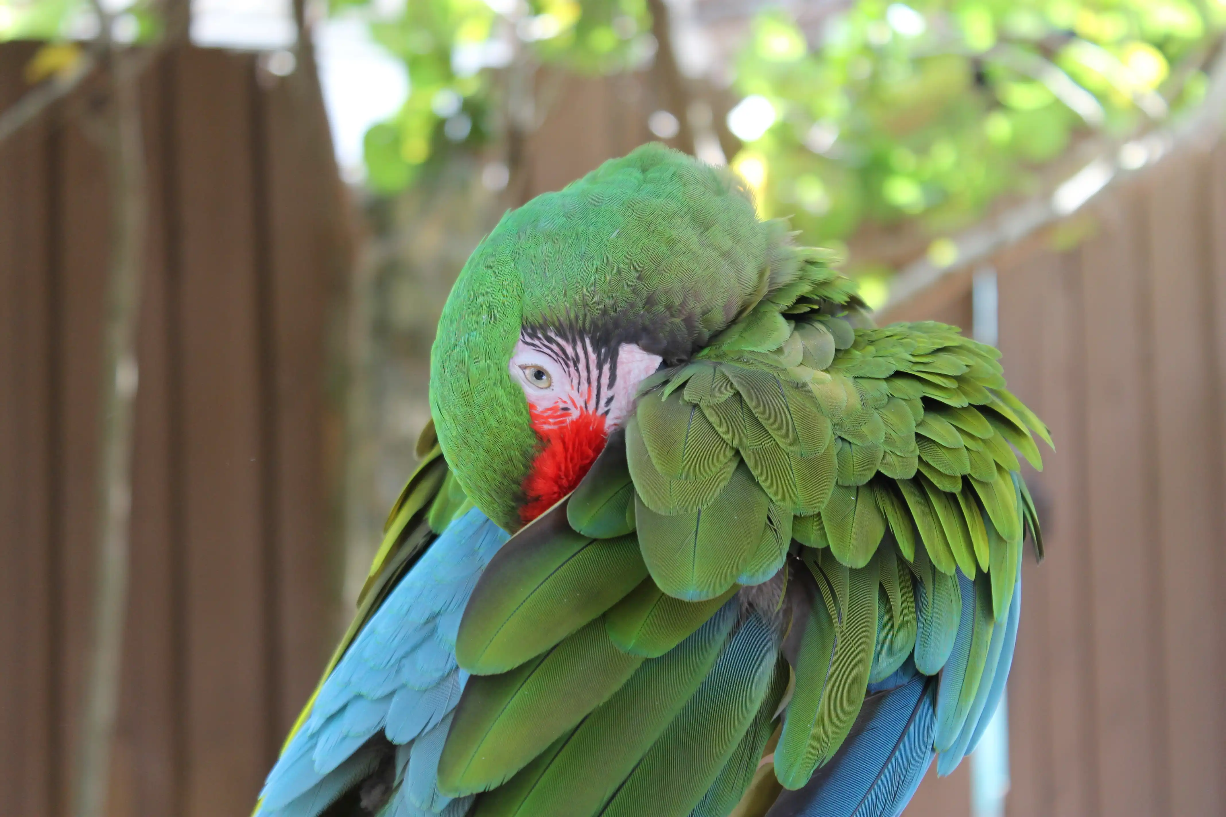 A green macaw grooming itself