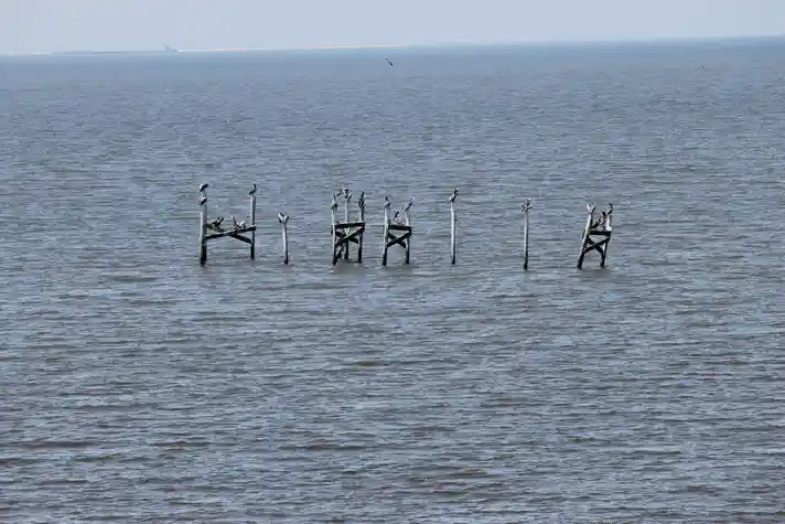 An old destroyed pier in the ocean with a flock of sea birds resting on the pylons