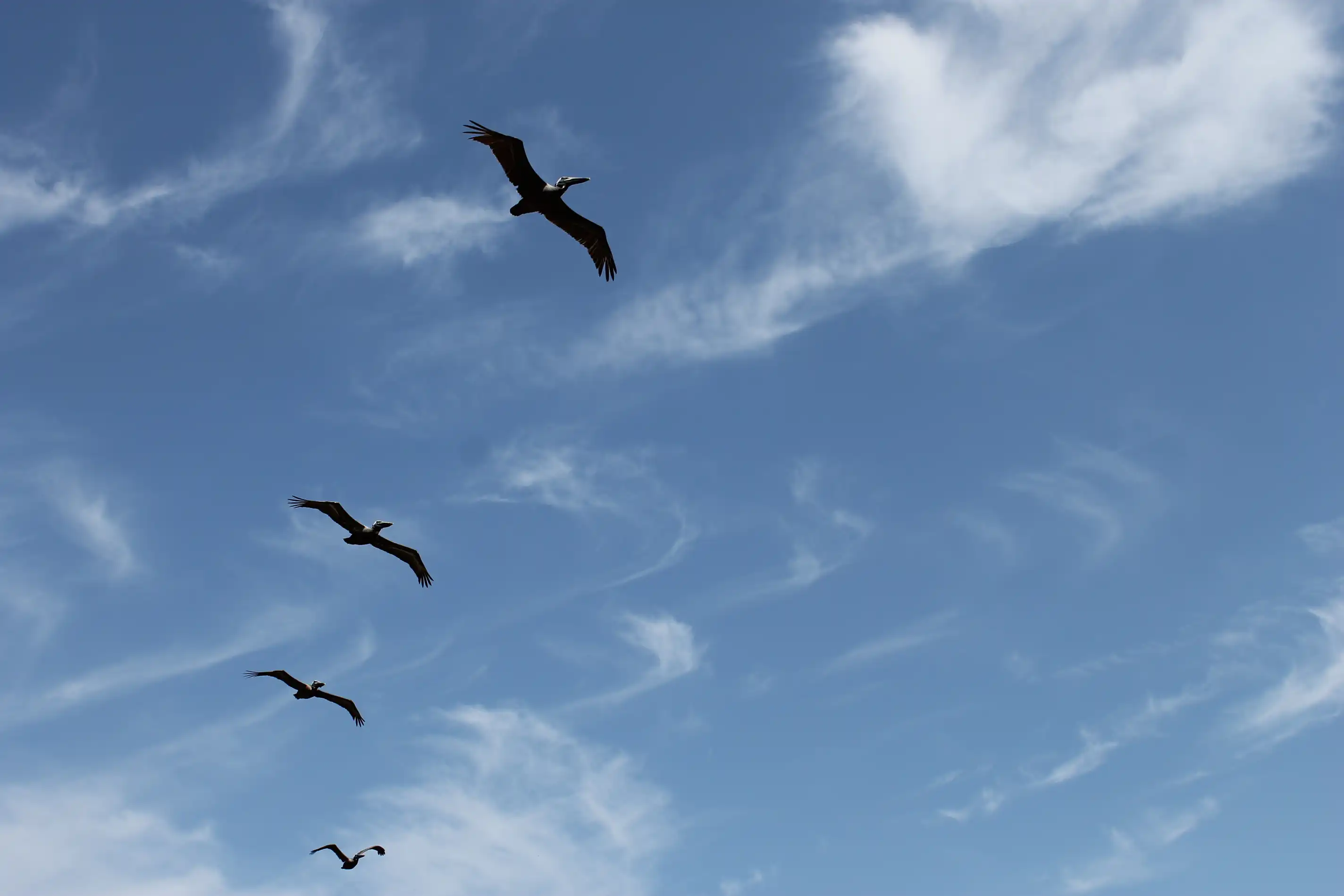 A flock of seabirds in flight against a pure blue sky background with a few wispy clouds