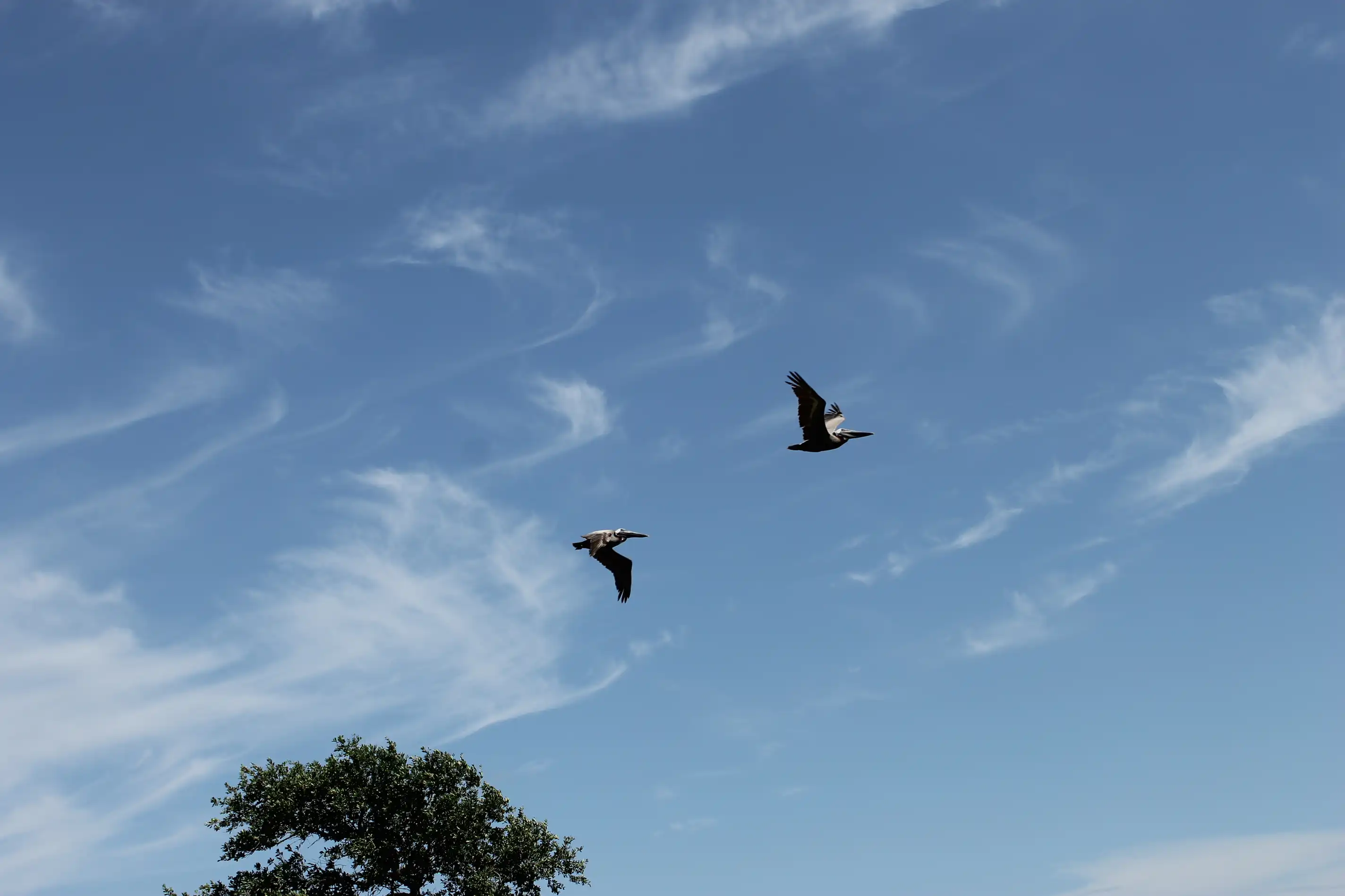 Two seabirds in flight against a pure blue sky background with a few wispy clouds and the top of a tree