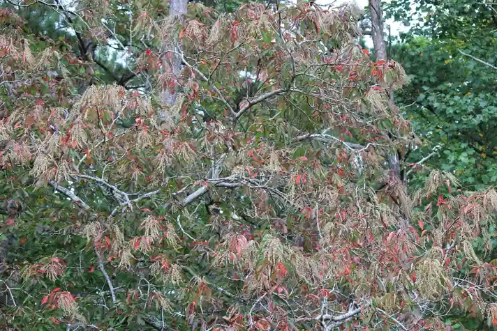 A reddish brown flowering tree with long spindly flowers