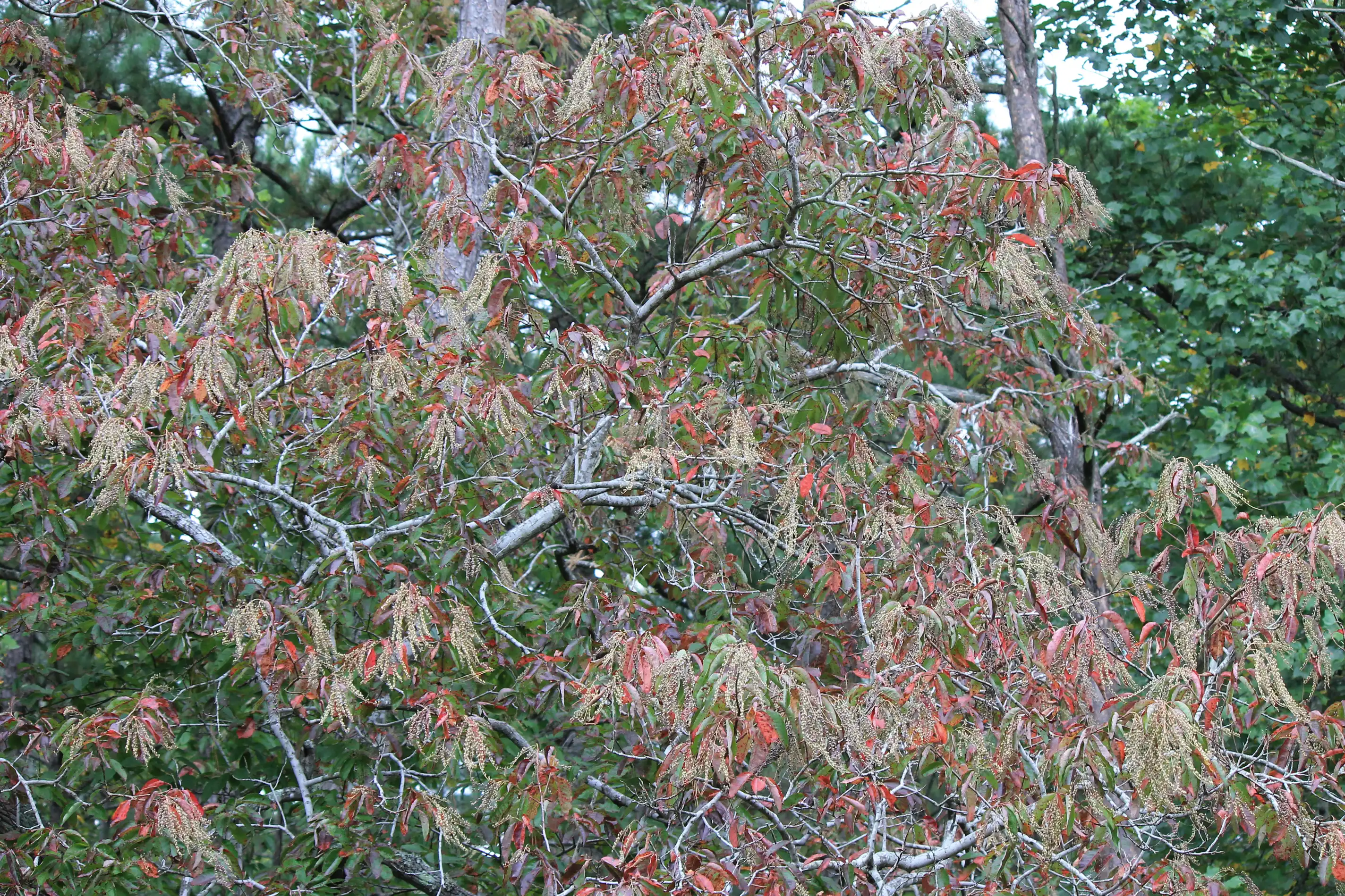 A reddish brown flowering tree with long spindly flowers