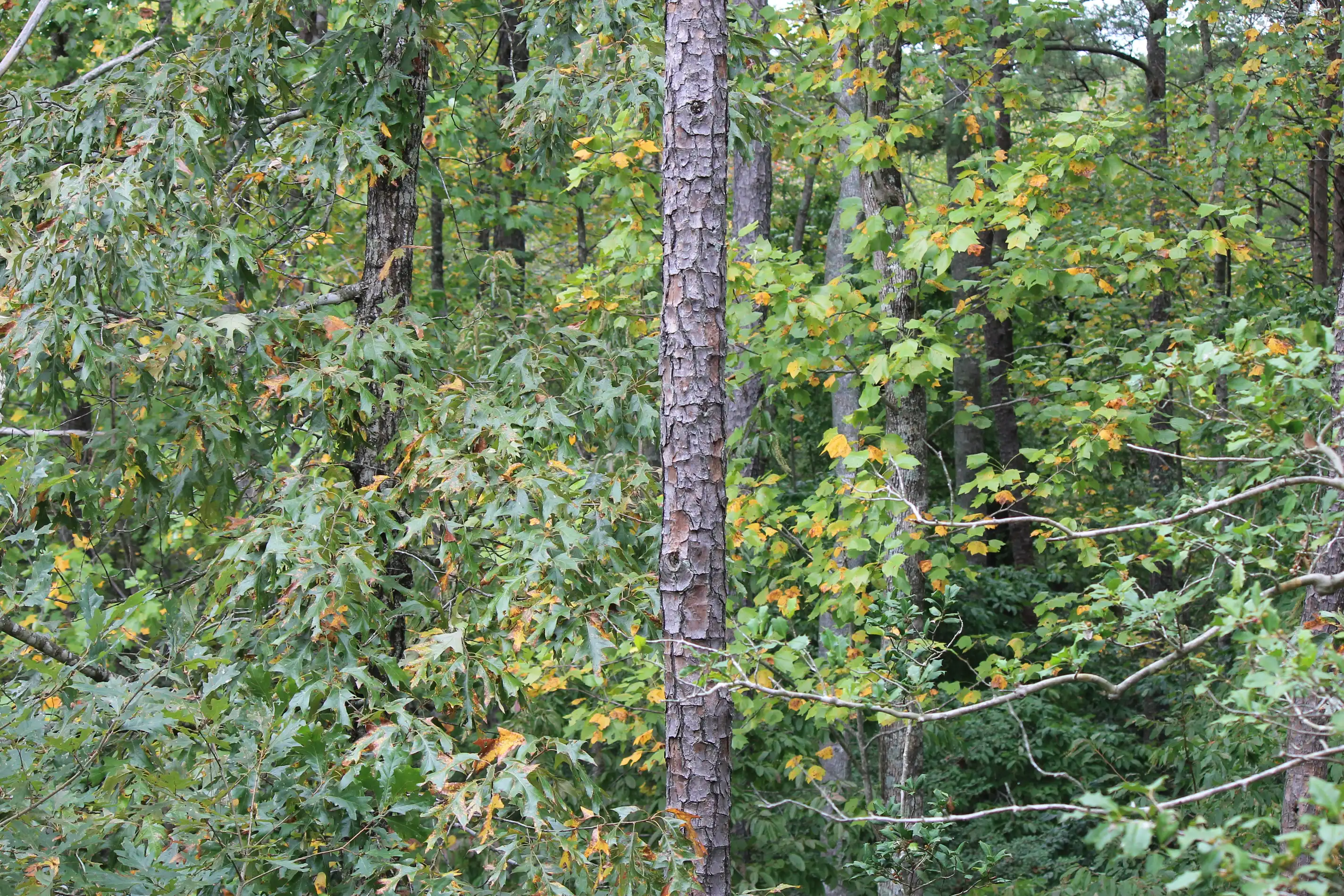 A pine tree with no branches amidst a forrest