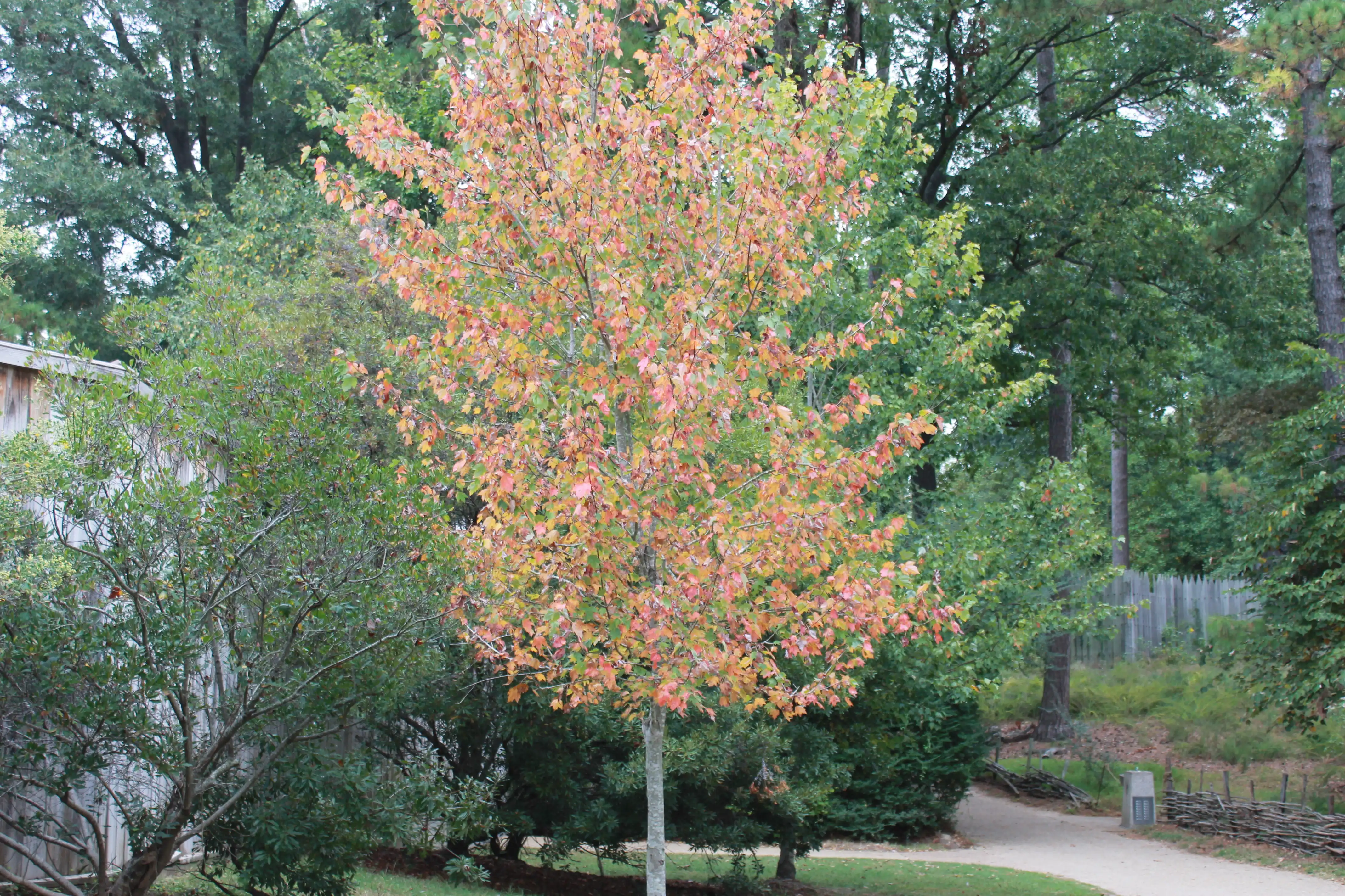 Fall colored leaves on a single tree among a group of still green trees