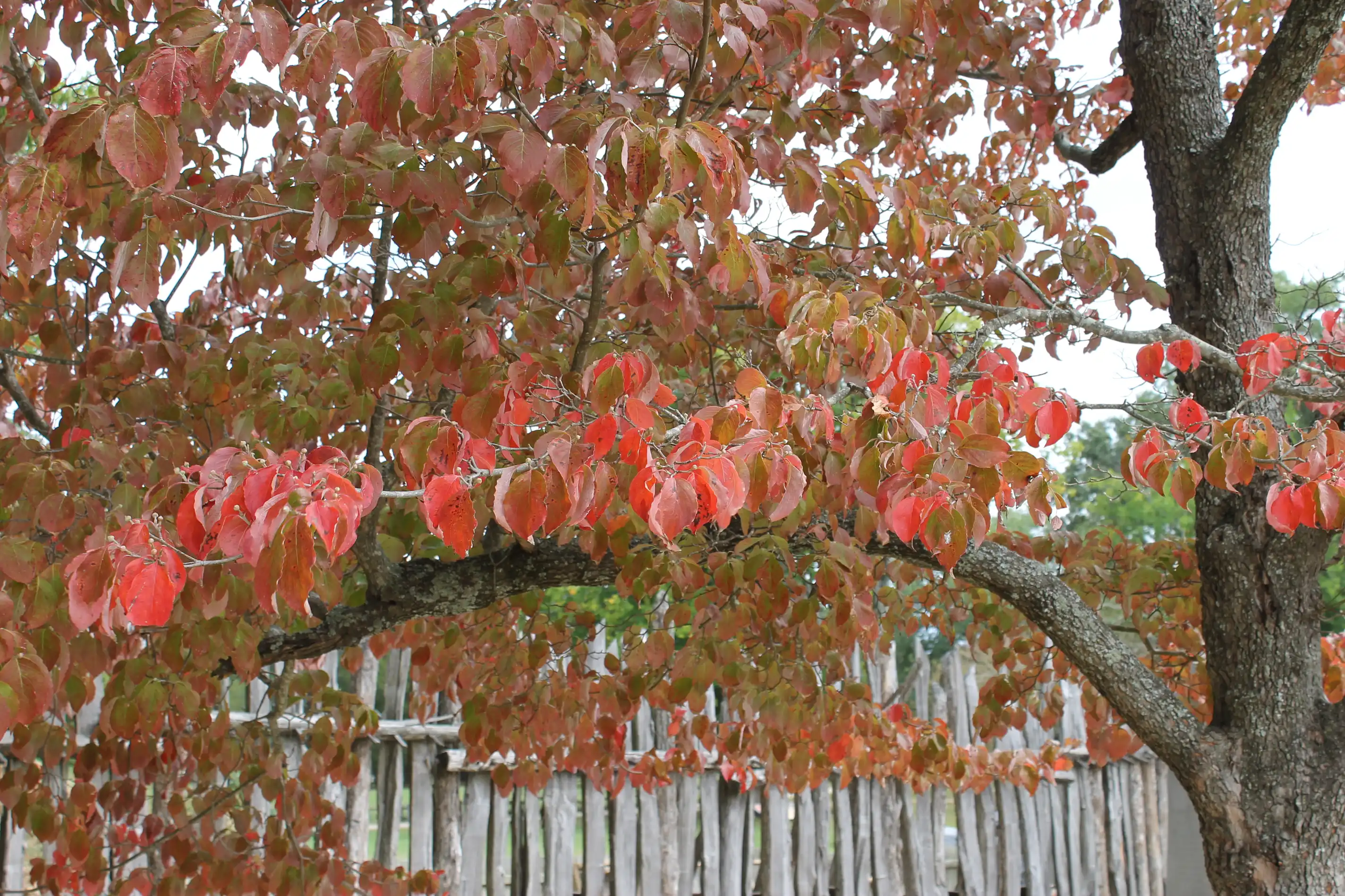 Red pink and yellow leaves on a tree with an old world fence in the background